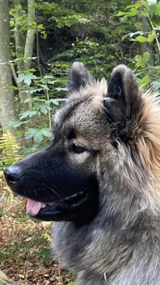 Eurasier-Buhund hvalpe