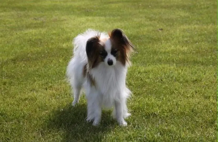 Smukke Papillon hvalpe