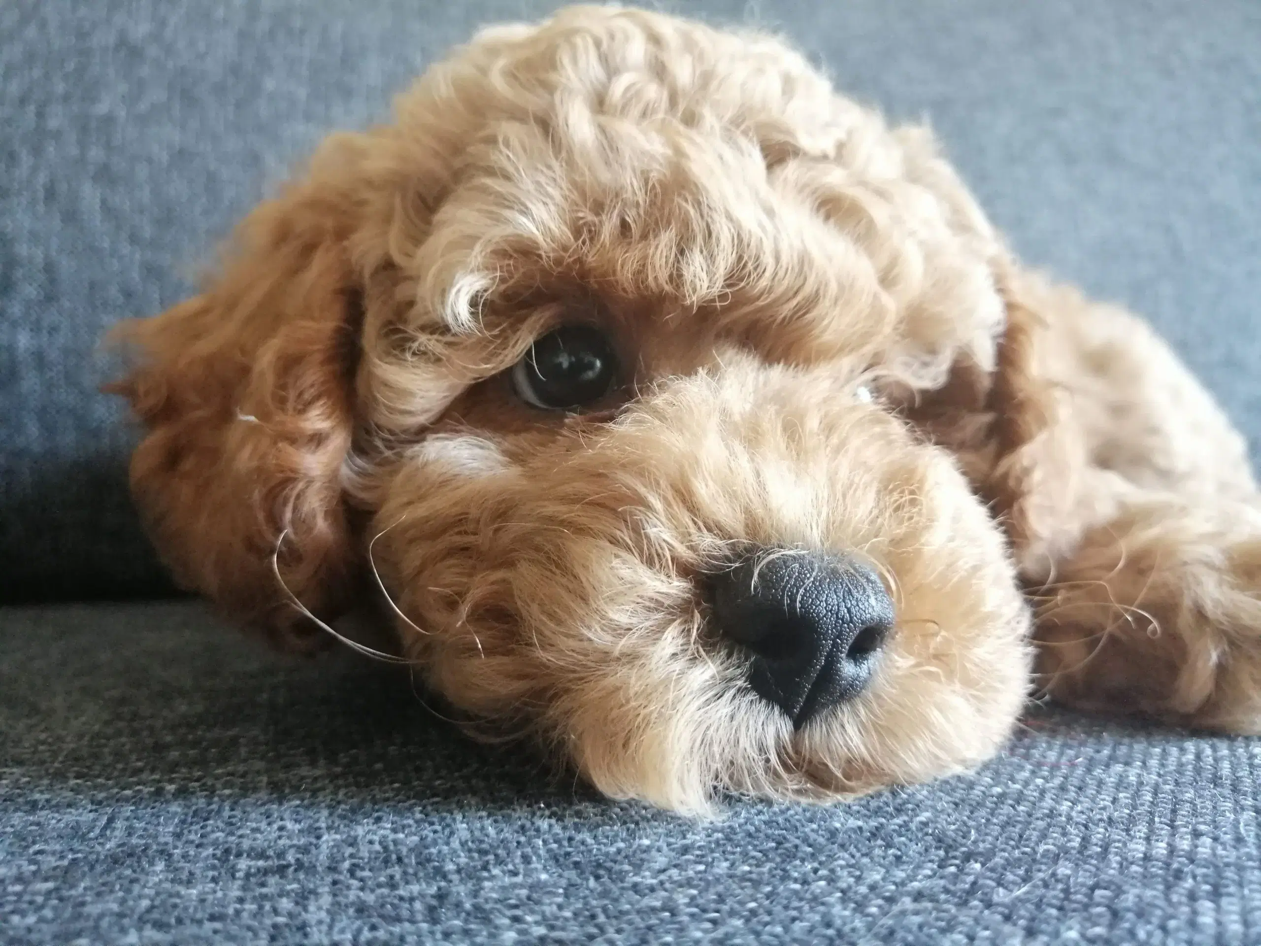 Hundefrisør/trimming/groomer