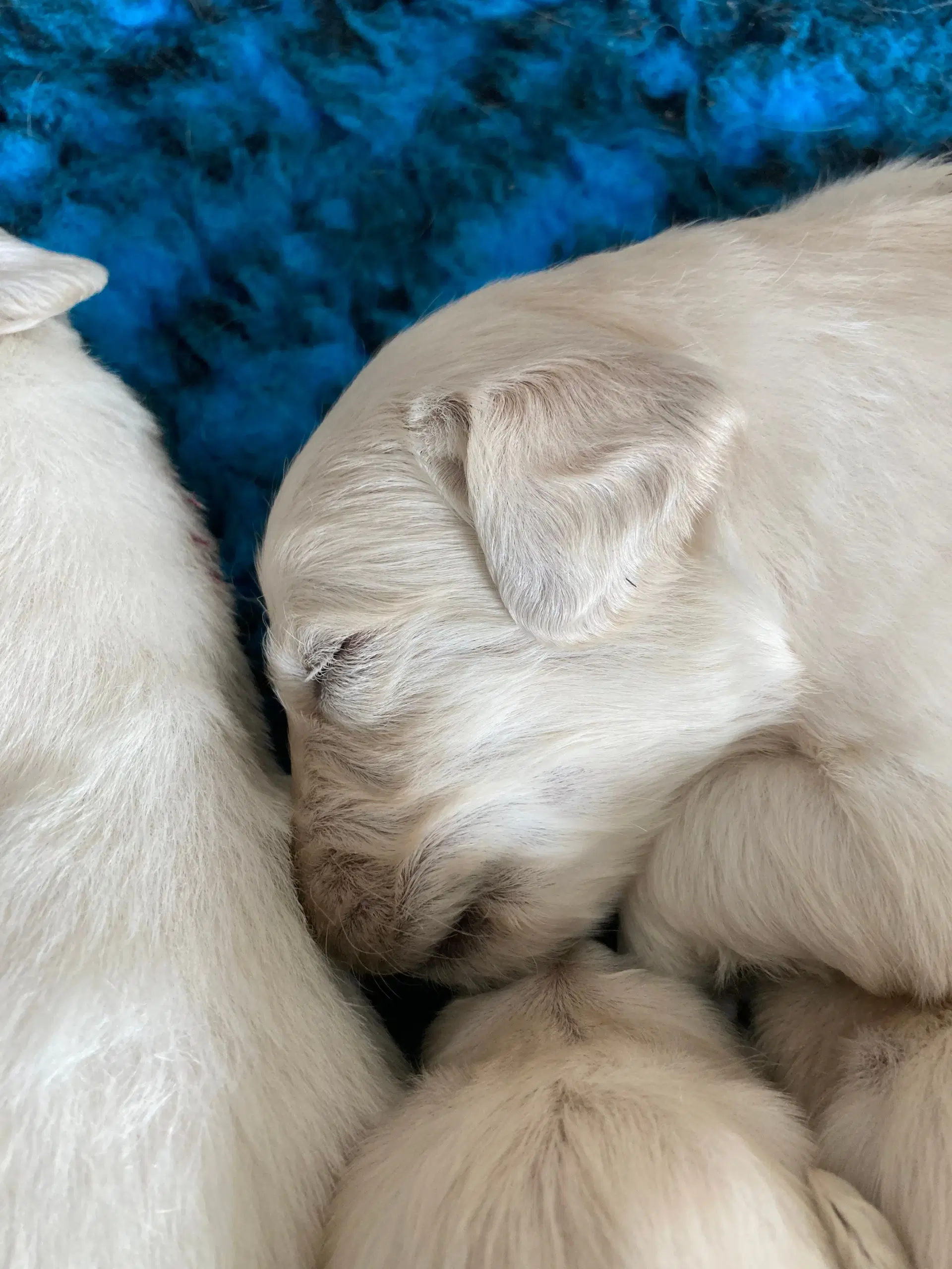 Golden retriever hvalpe