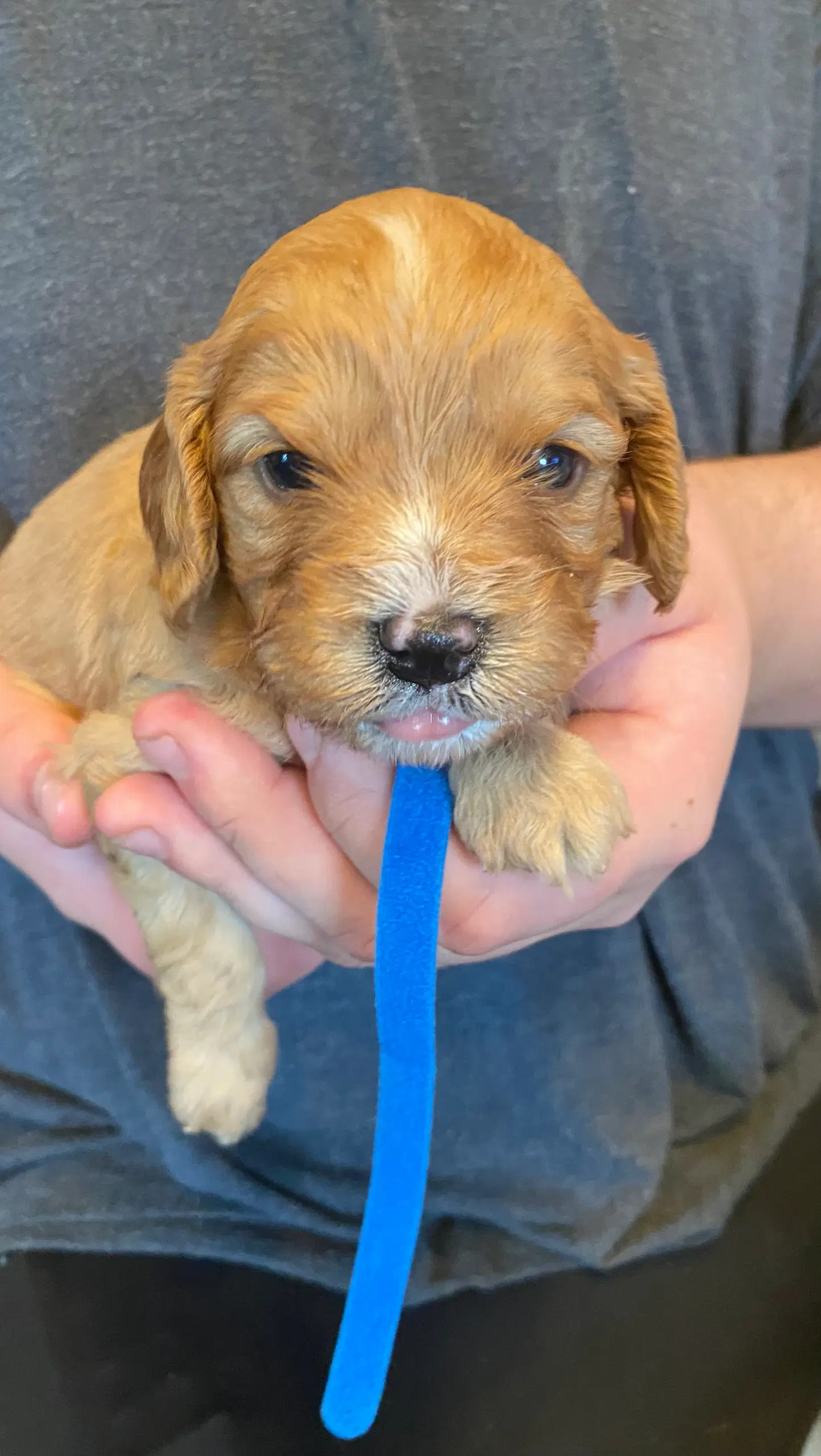 Cavapoo babyer