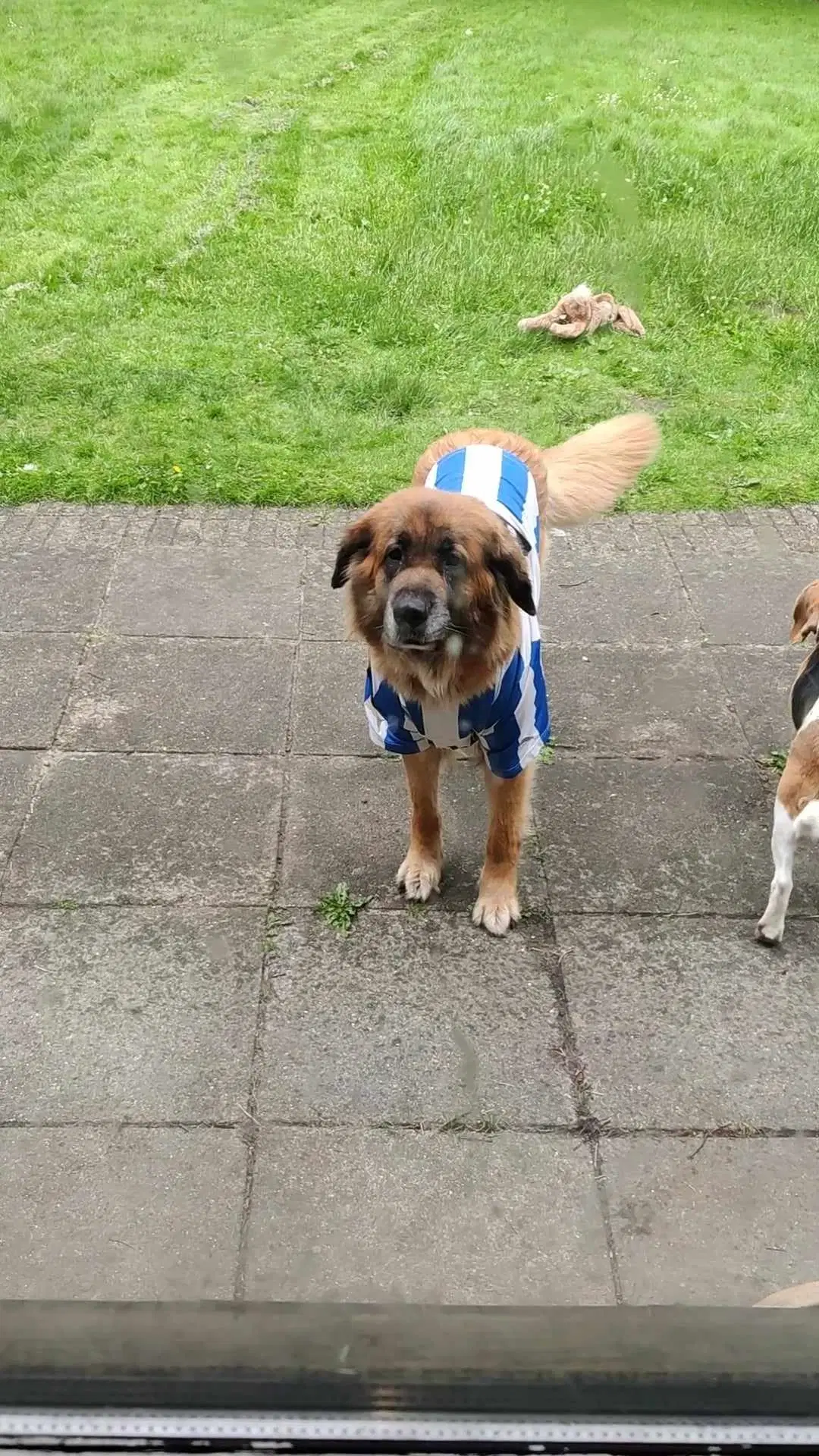 Stor hund søger familie