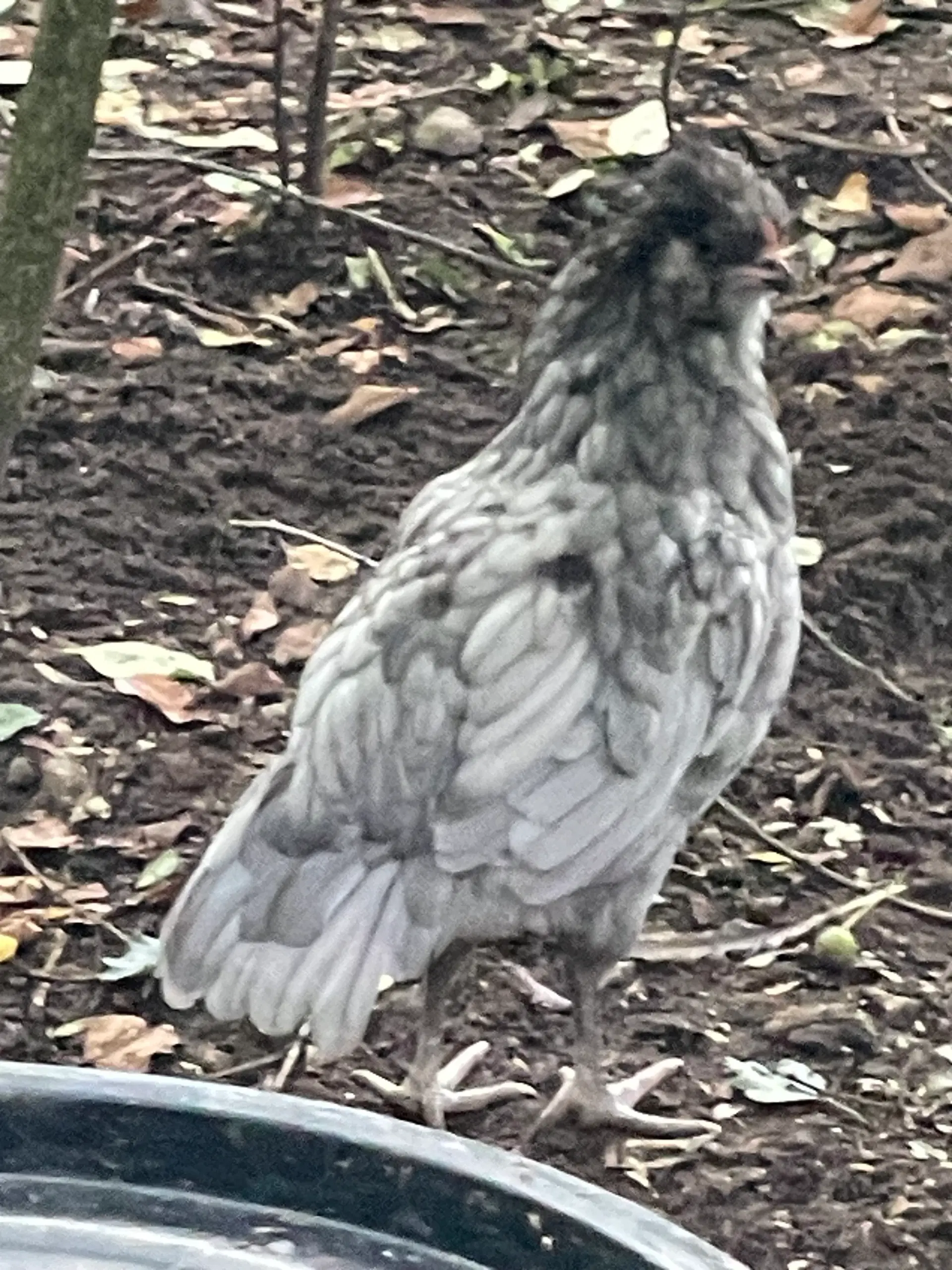 Engelsk Araucana Hanekyllinger