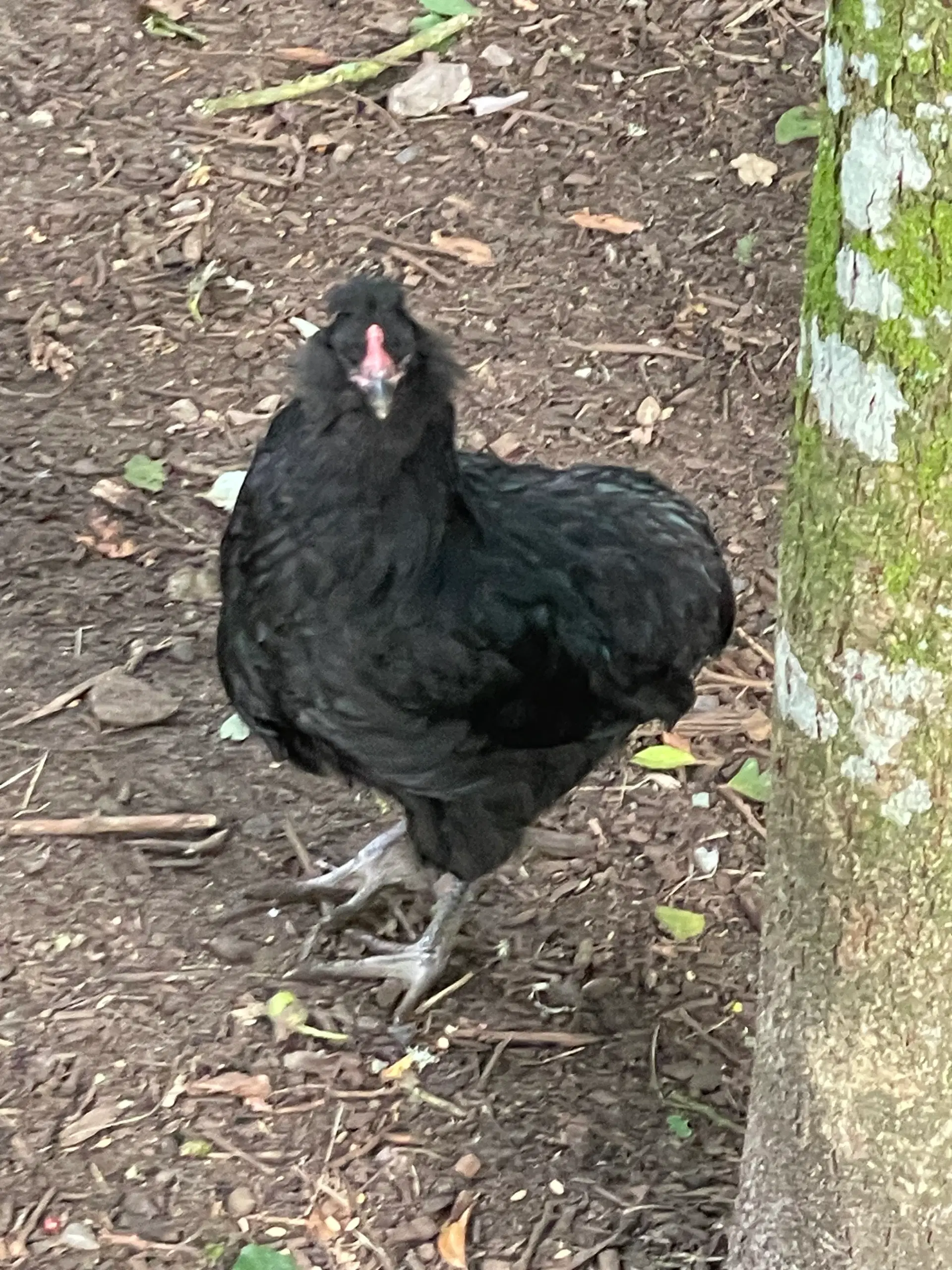 Engelsk Araucana Hanekyllinger