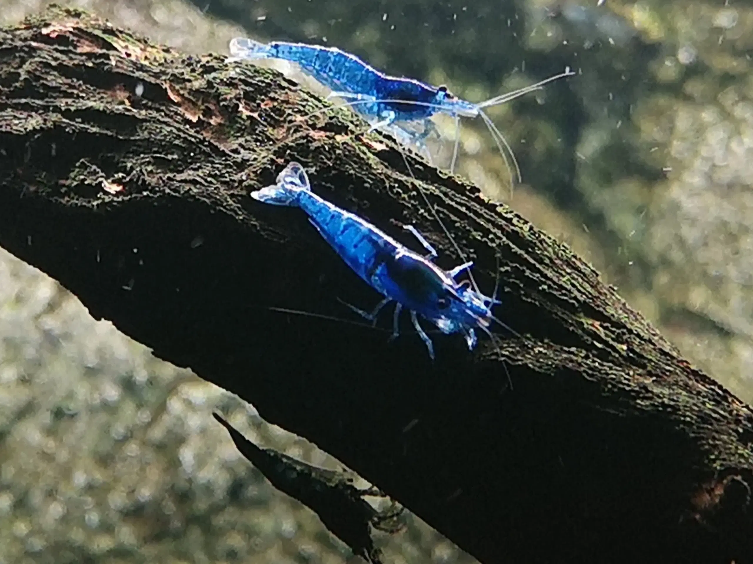 Neocaridina Davidii Blue Dream rejer