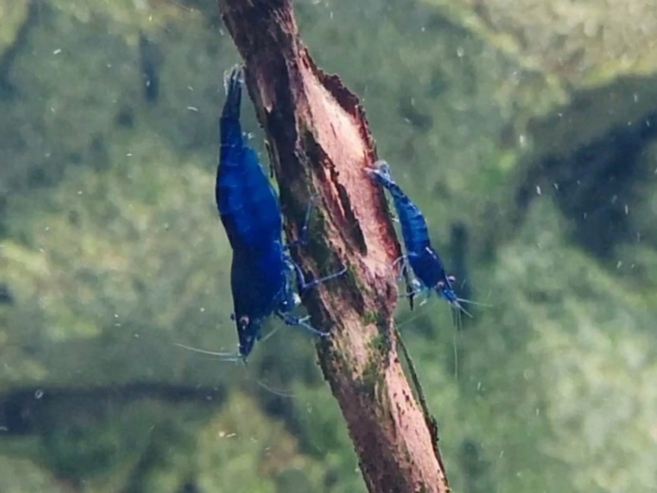 Neocaridina Davidii Blue Dream rejer