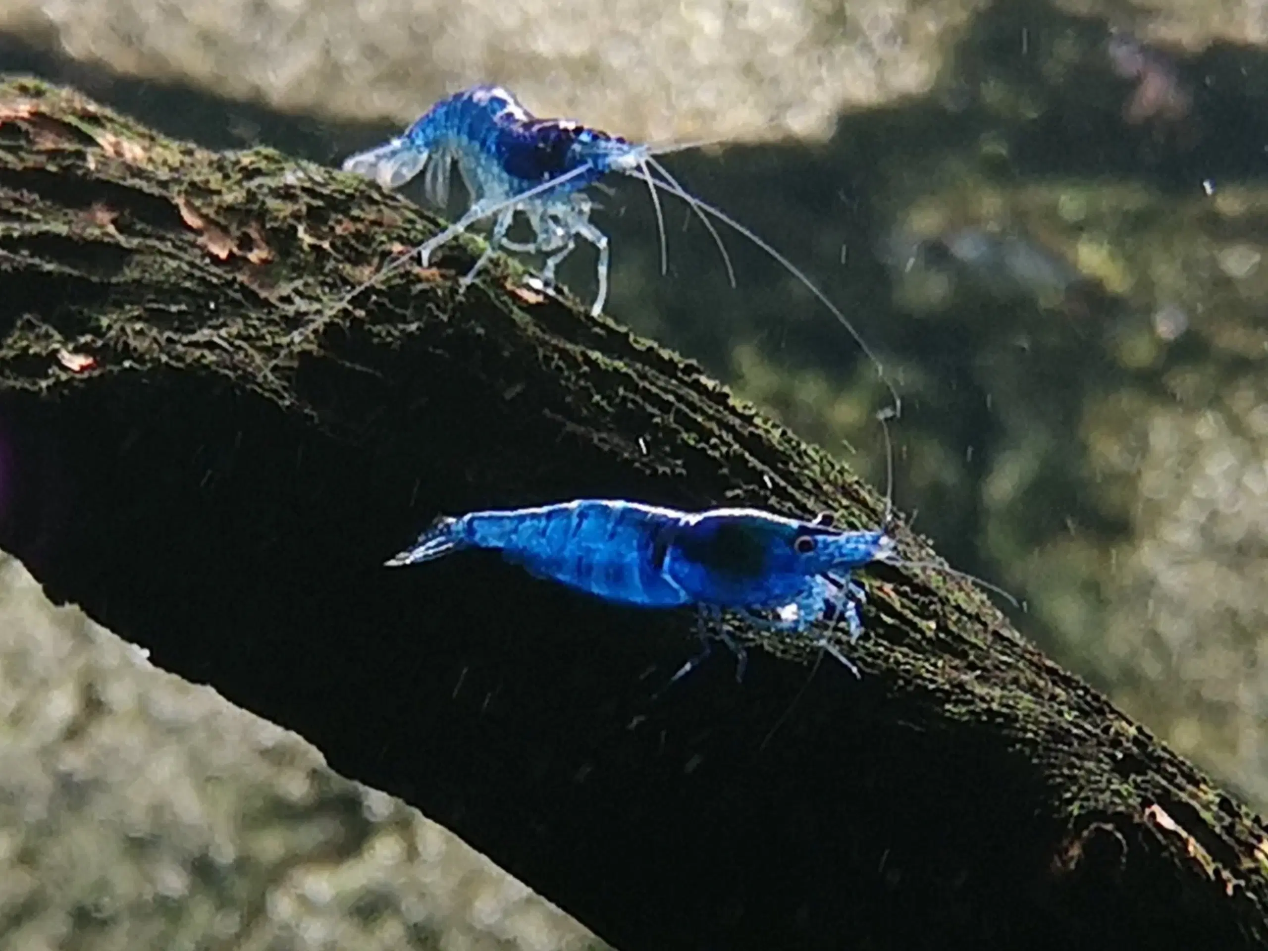 Neocaridina Davidii Blue Dream rejer