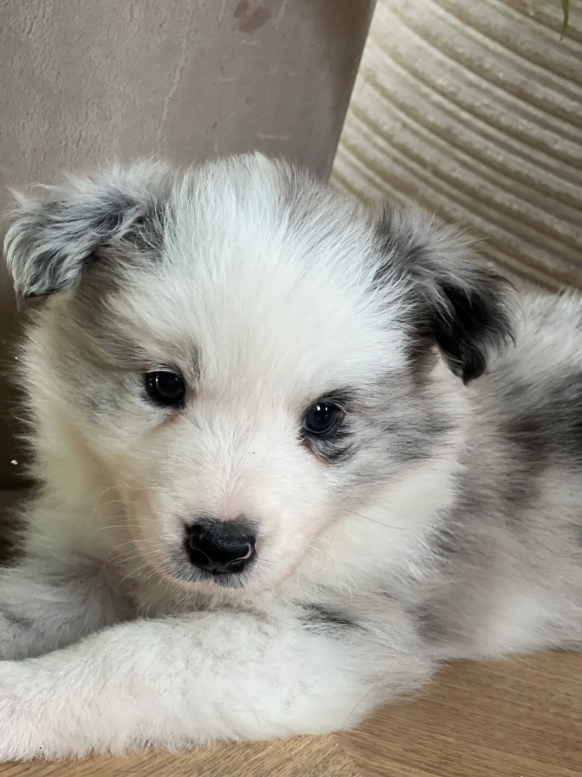 Border collie hvalpe velegnet som familiehund