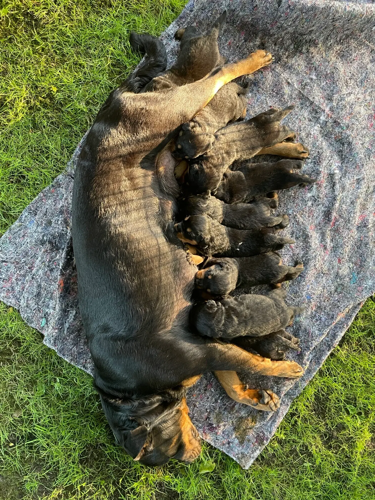 Rottweiler hvalpe familiehund