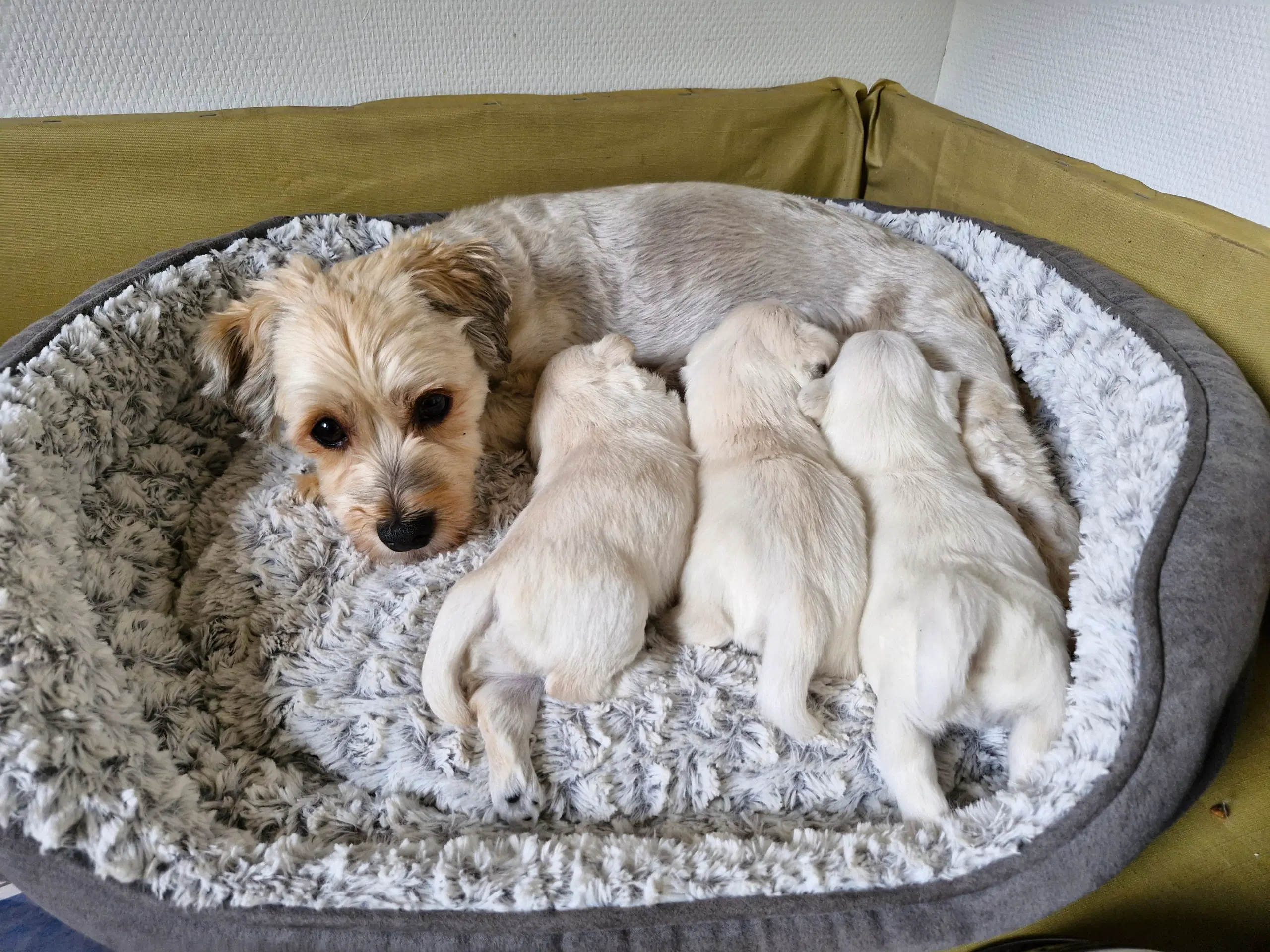 Allegivenlig Bichon havais og westie