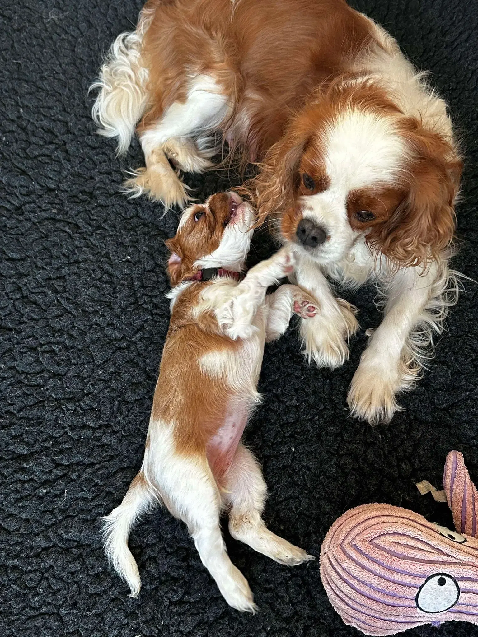 Cavalier king charles