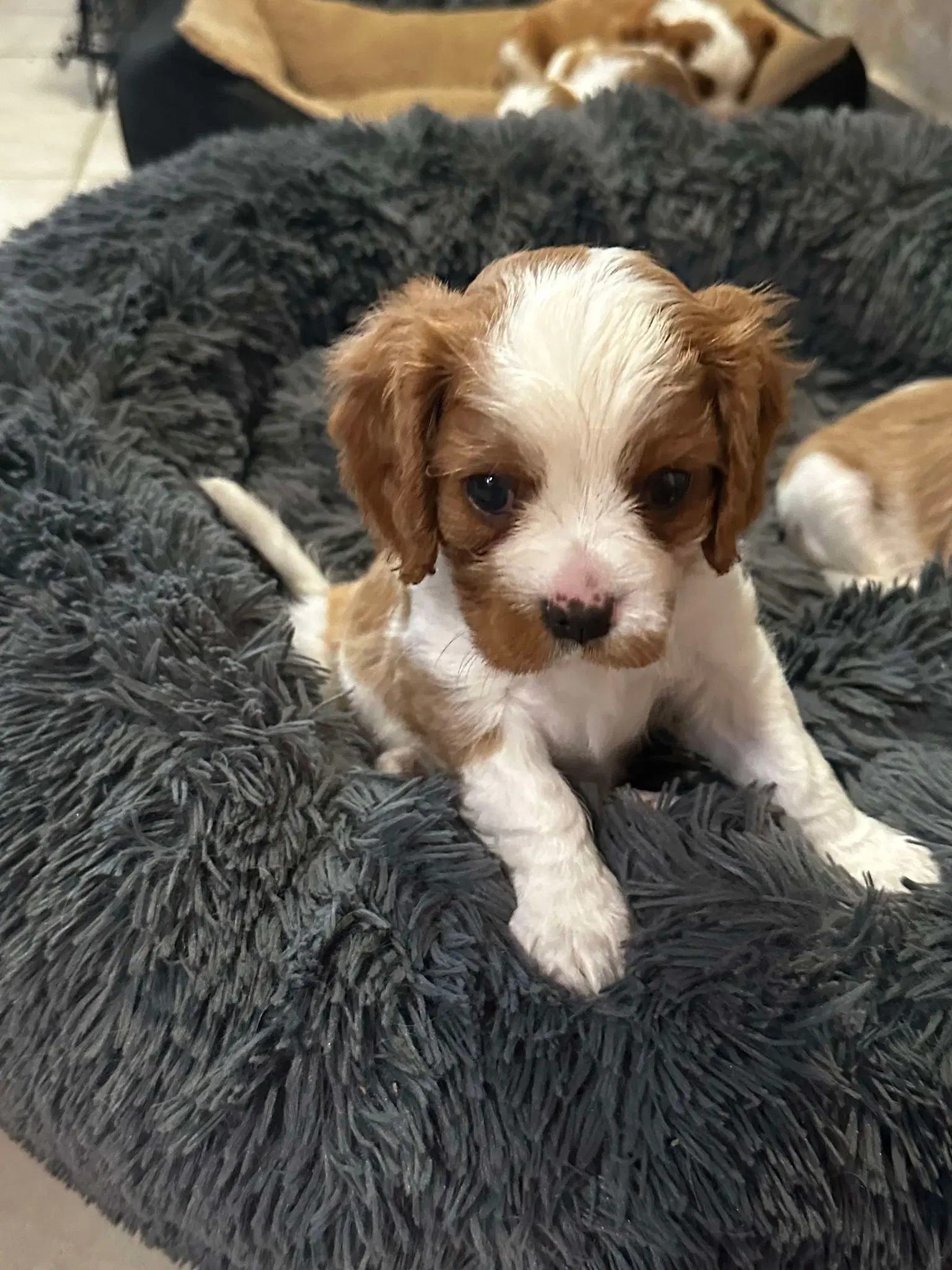 Cavalier king charles