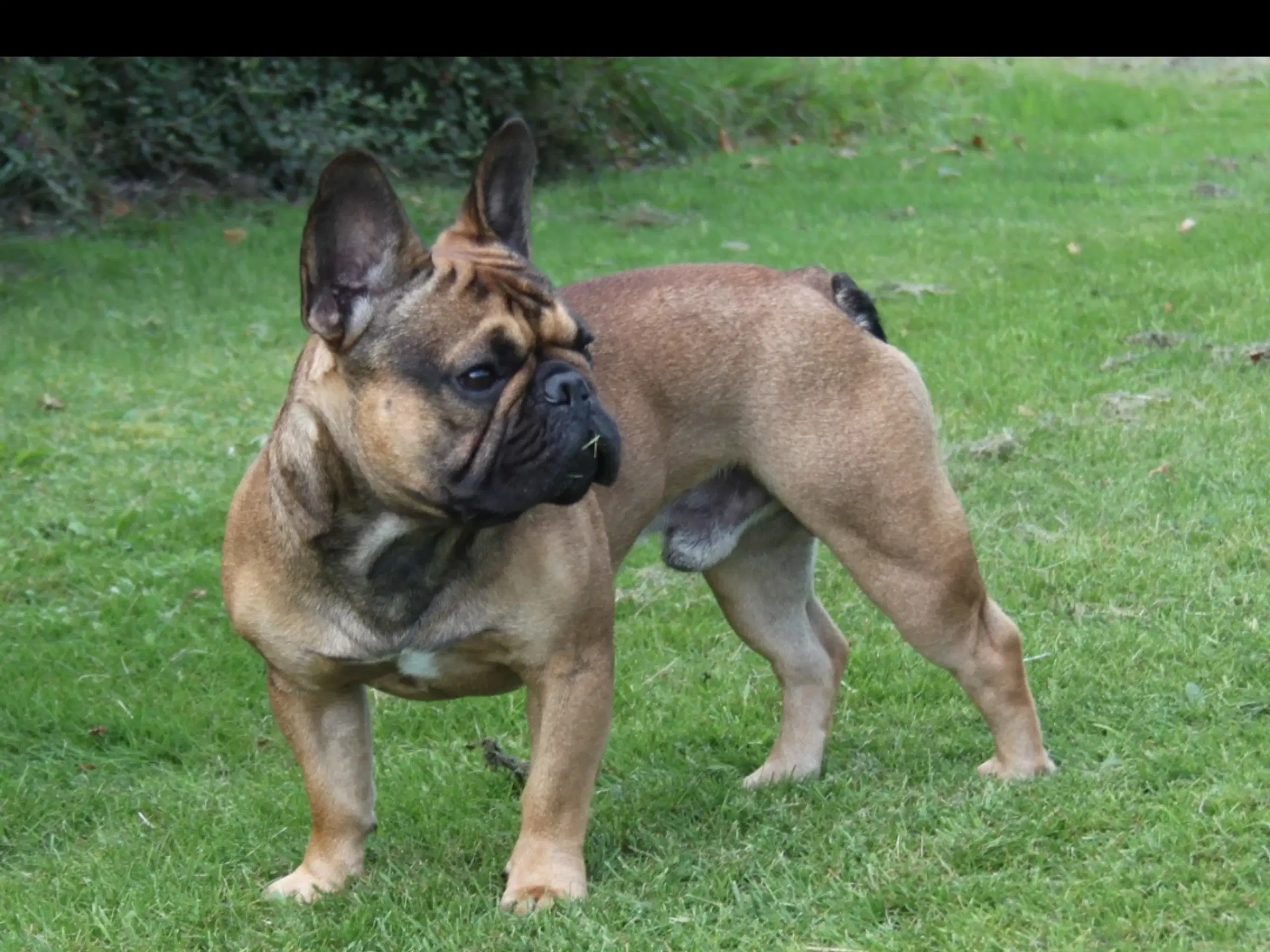 Fransk bulldog