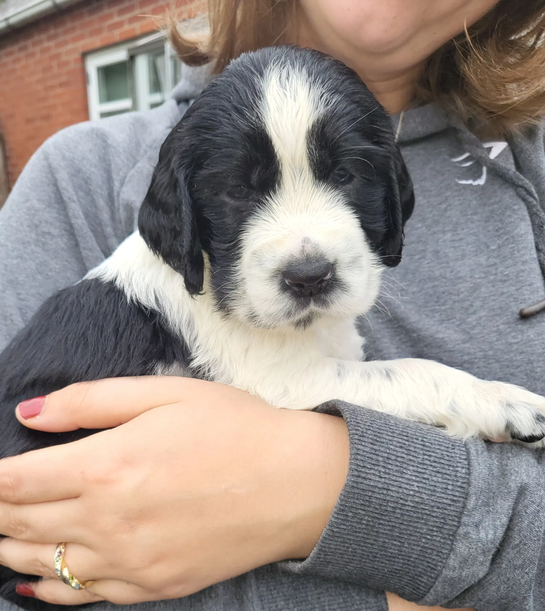 Engelsk springer Spaniel hvalpe