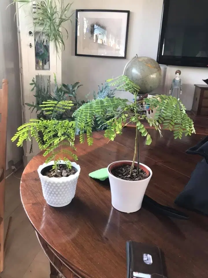 20 Frø Af Delonix Regia Royal (Gul) Meget sjælden