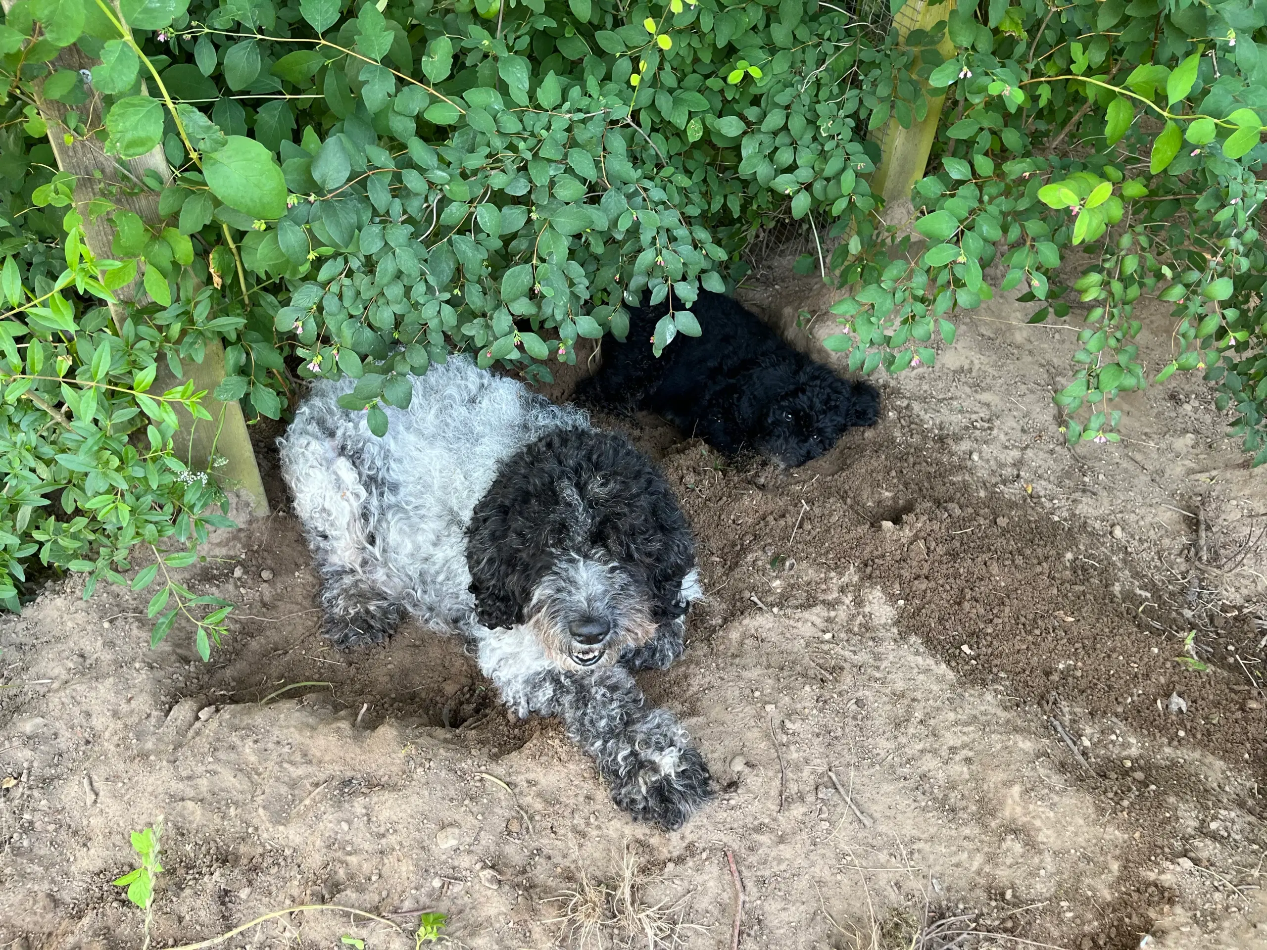 Labradoodle hvalp