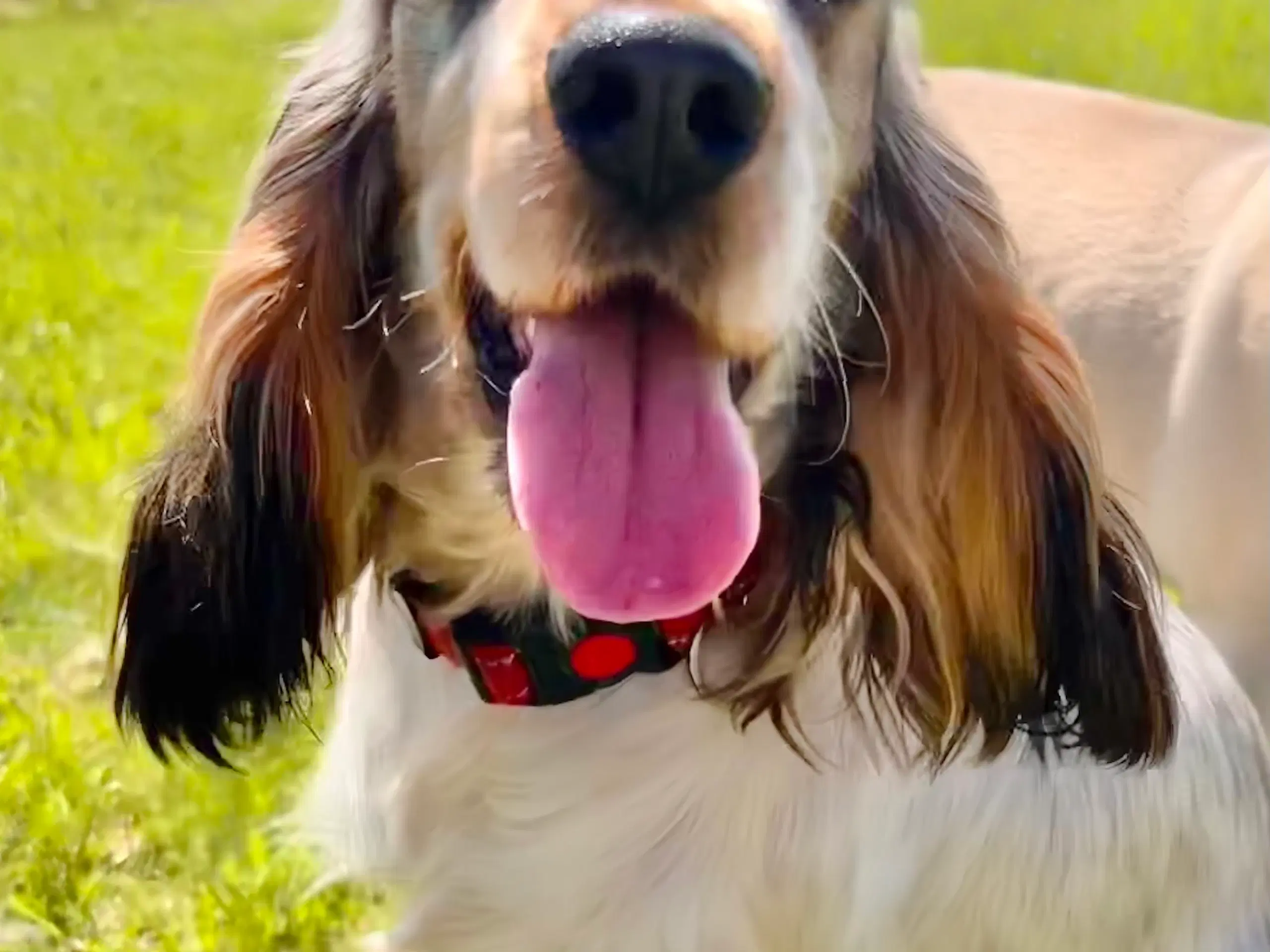 Cocker spaniel