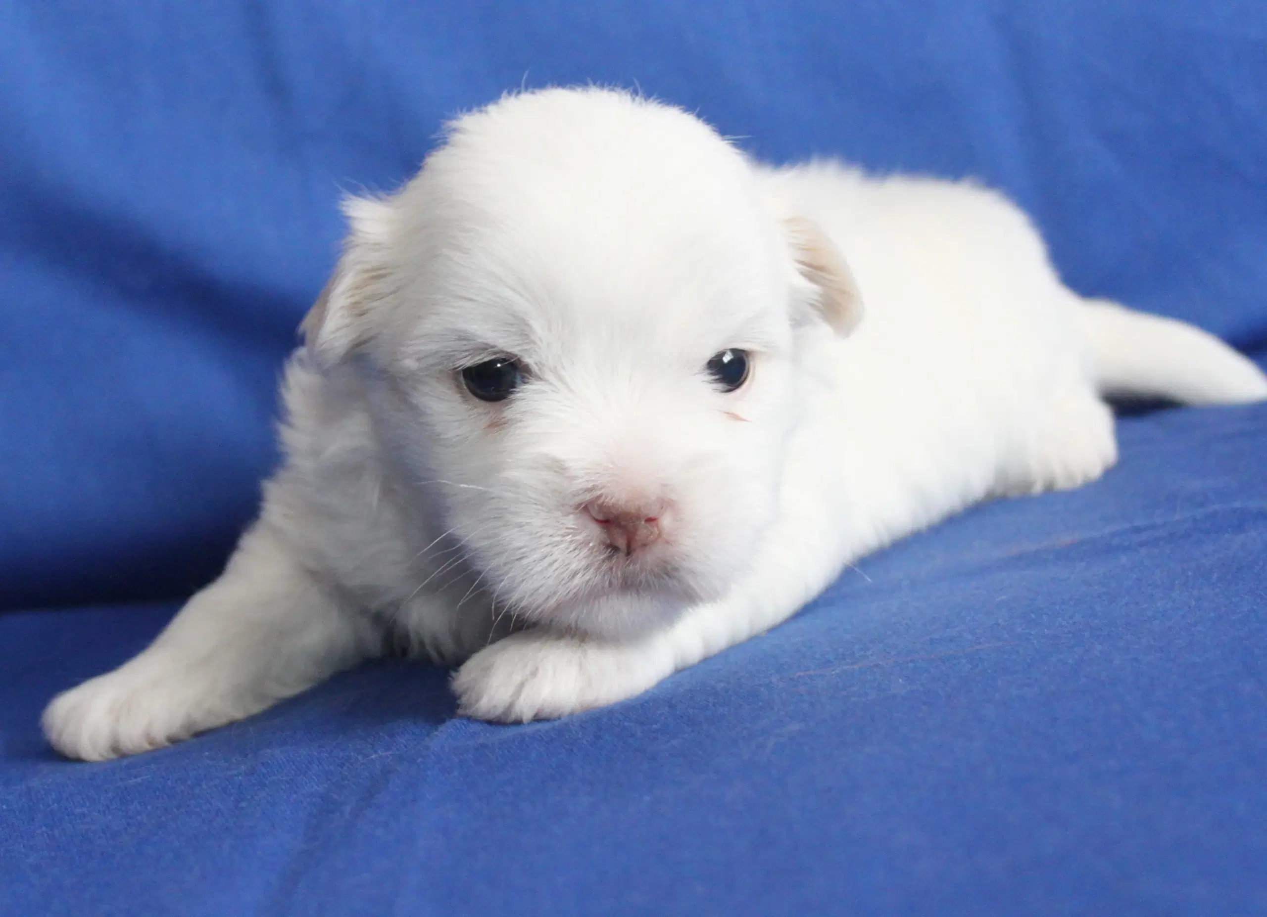 Coton De Tulear hvalpe ( Bomulds hvalpe)