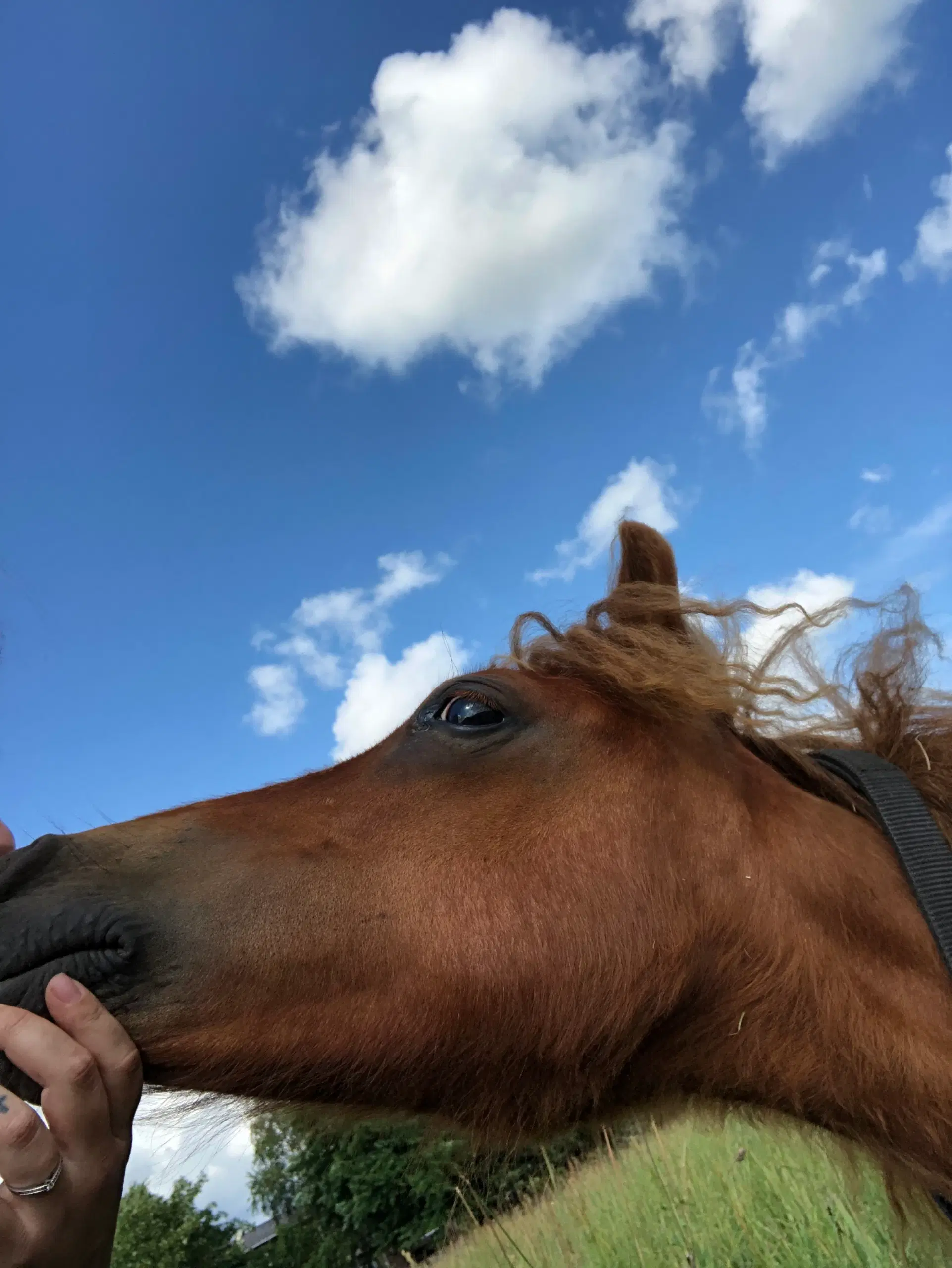 Bedækning tilbydes - pony