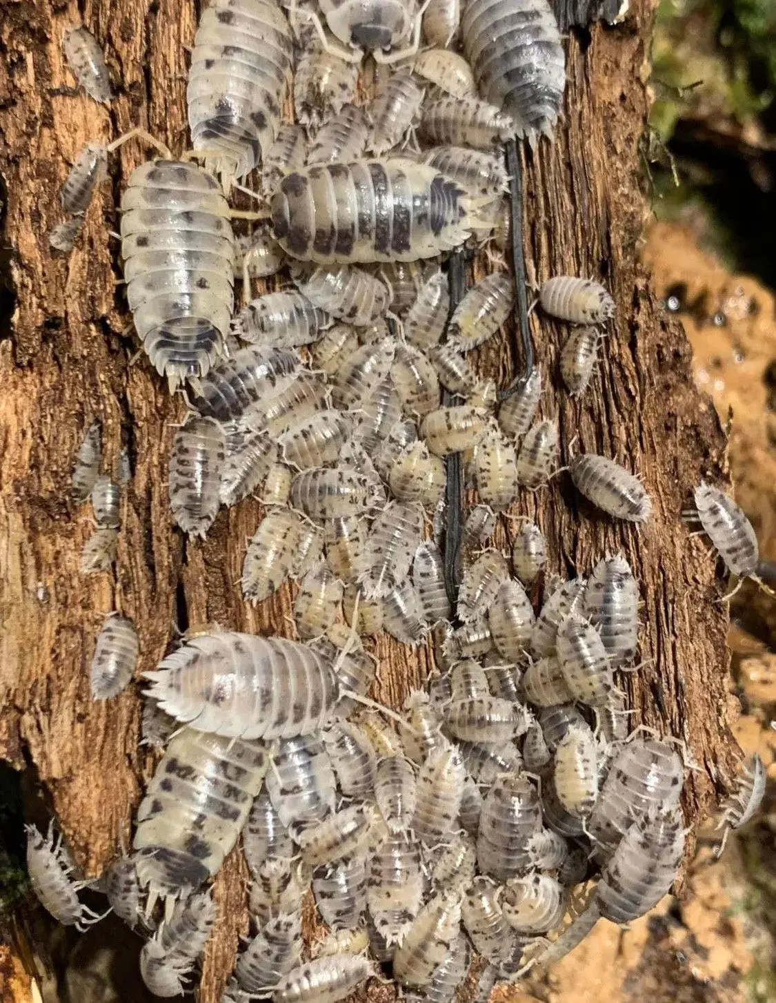 Porcellio Laevis Dairy Cow sælges