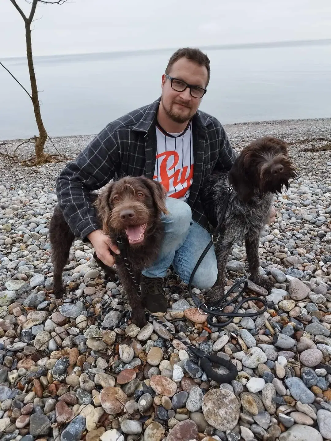 Super lækre Labrador/Tysk Ruhåret Hønsehund