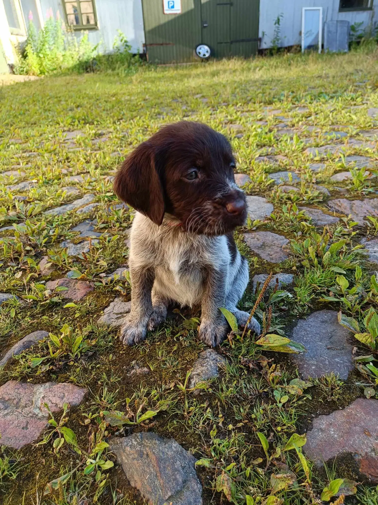 Super lækre Labrador/Tysk Ruhåret Hønsehund