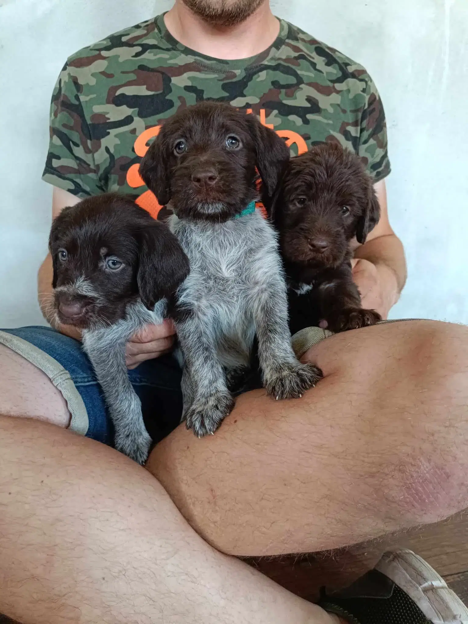 Super lækre Labrador/Tysk Ruhåret Hønsehund