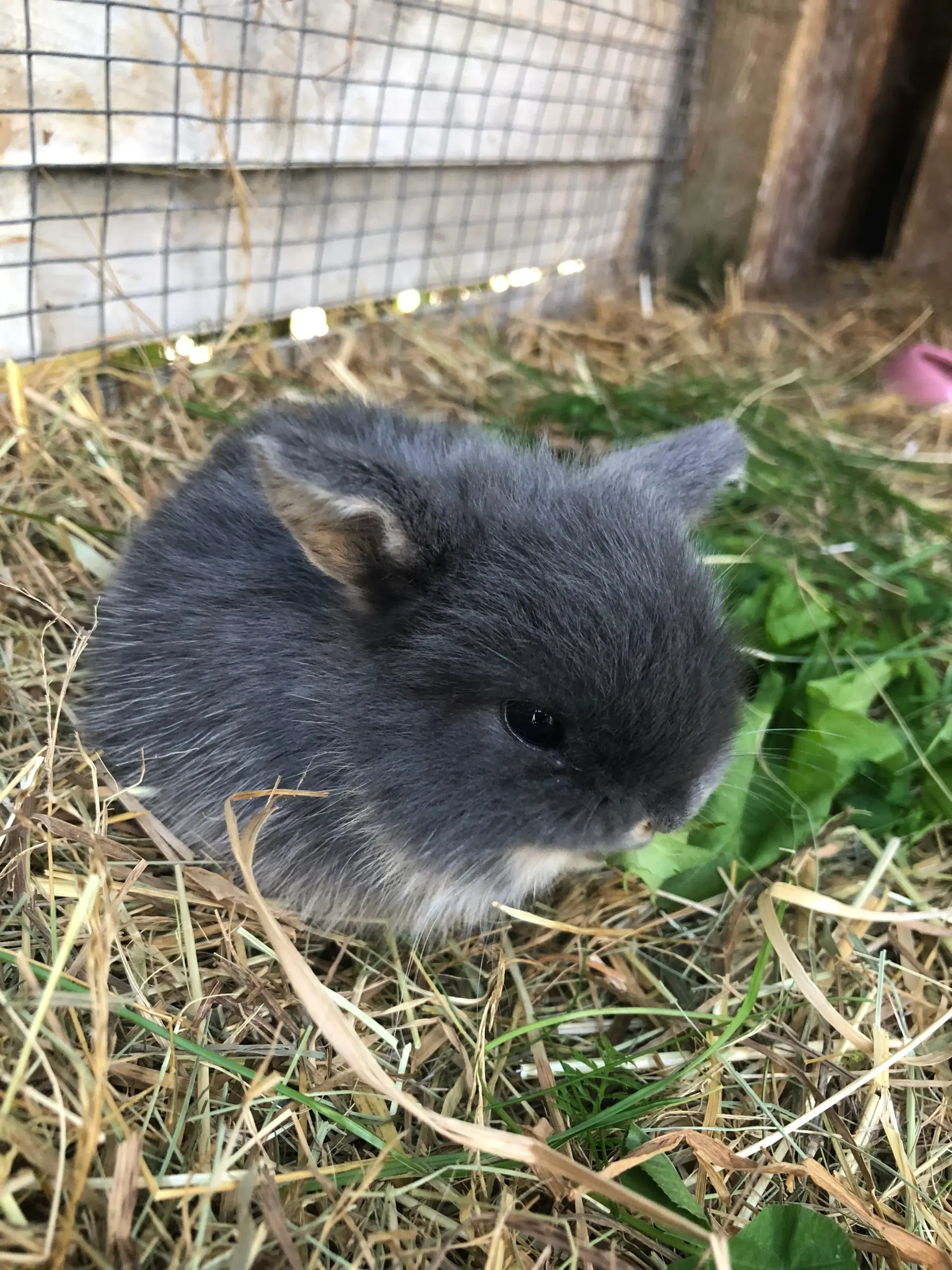 Mini lop kaniner