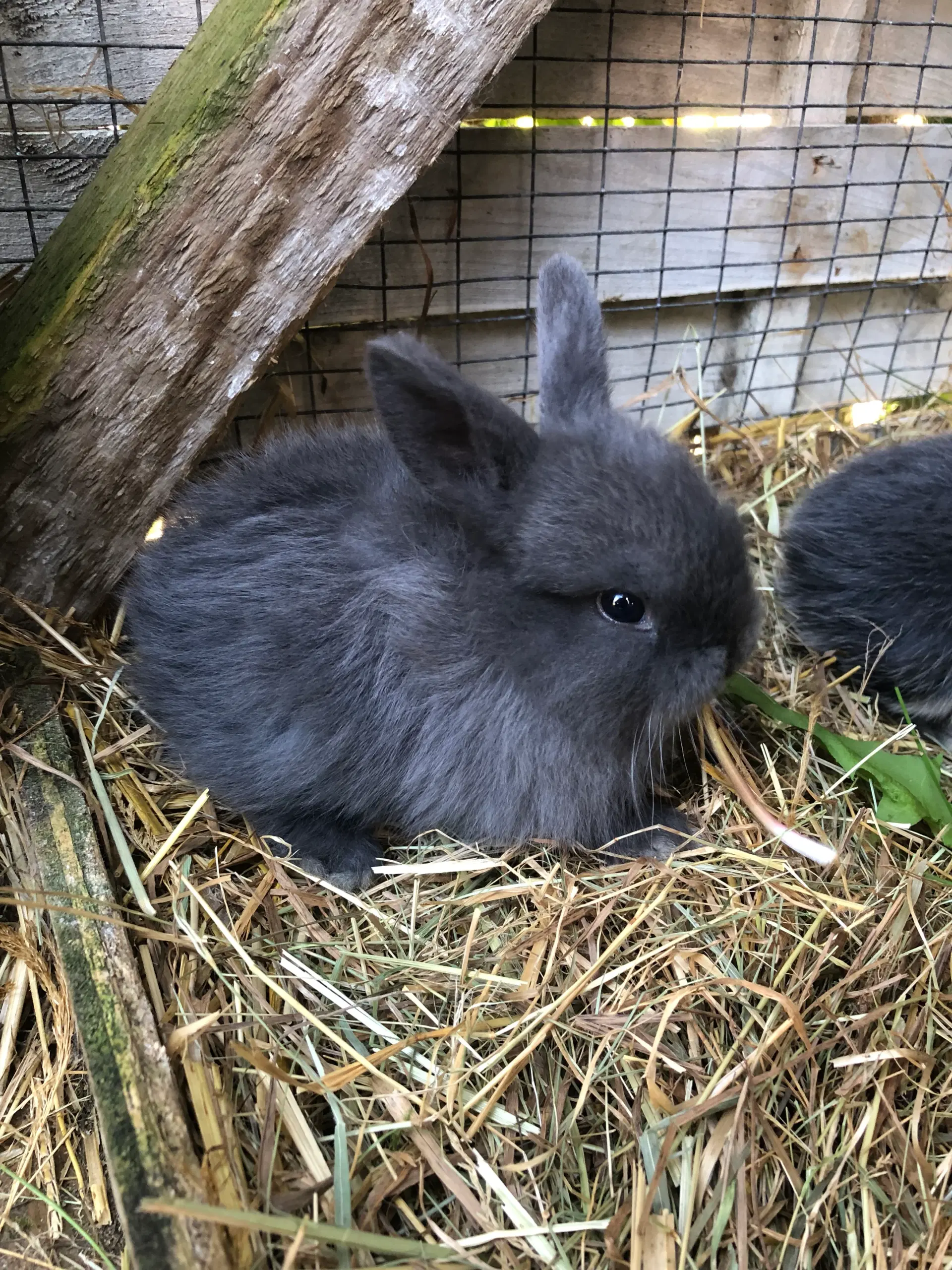 Mini lop kaniner