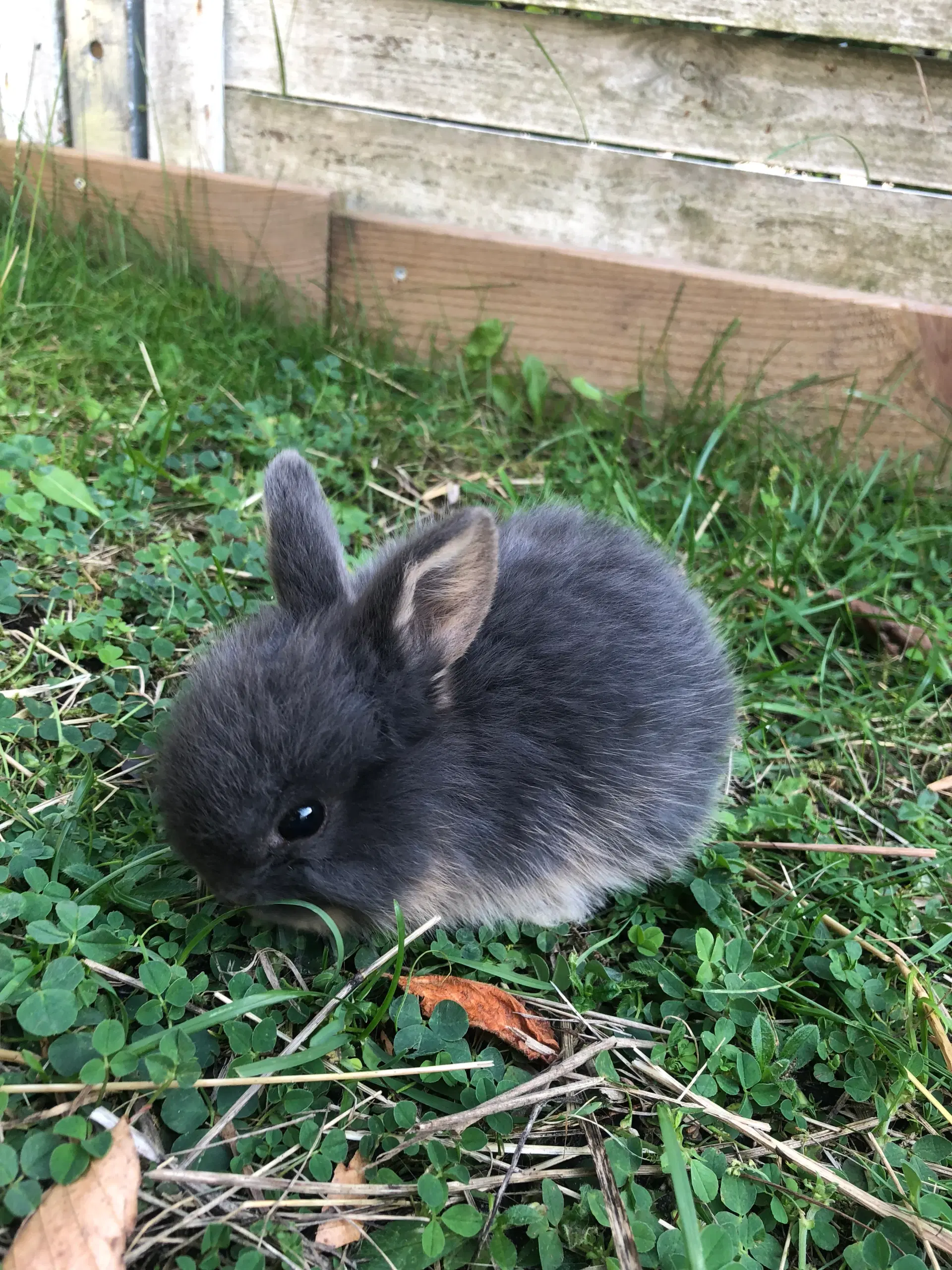 Mini lop kaniner