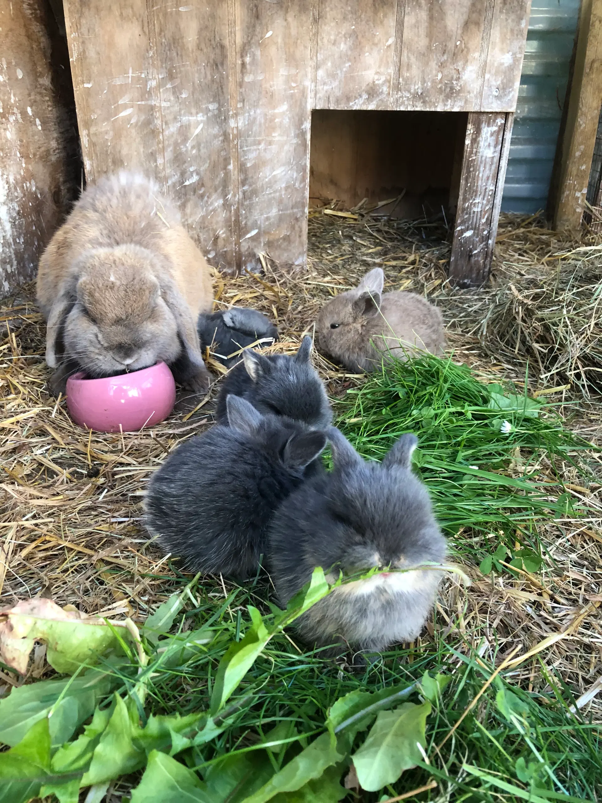 Mini lop kaniner