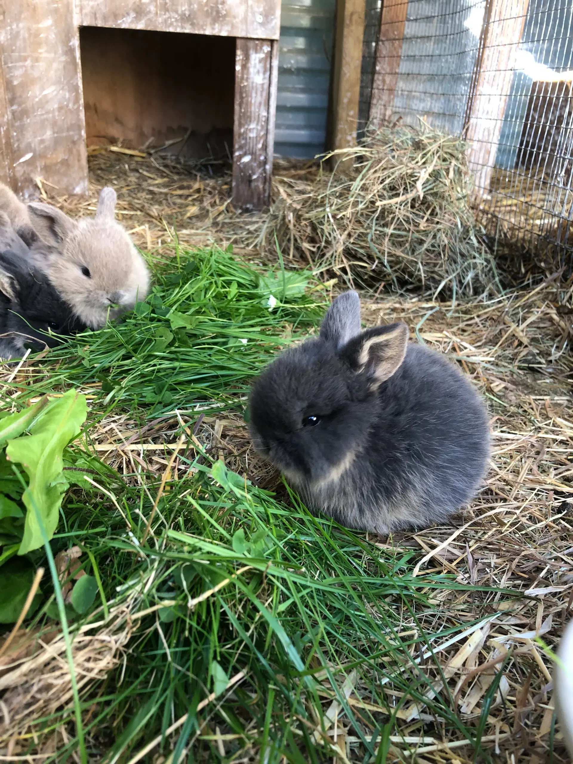 Mini lop kaniner