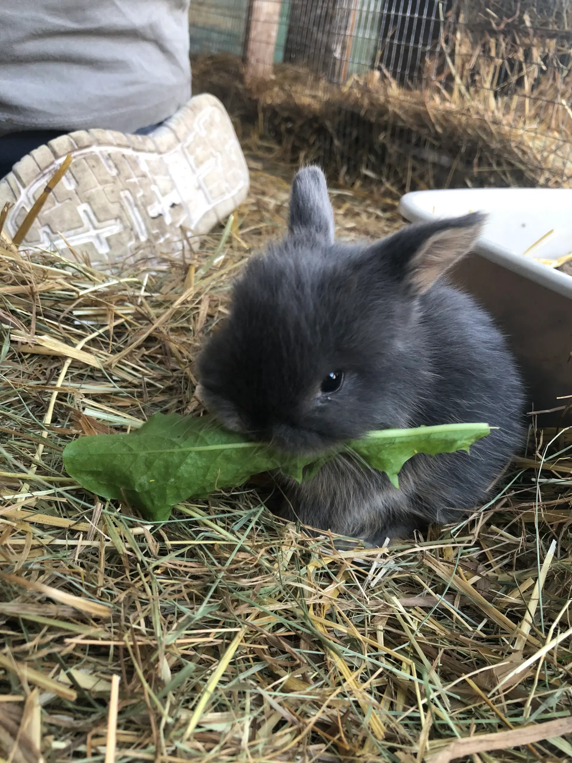 Mini lop kaniner