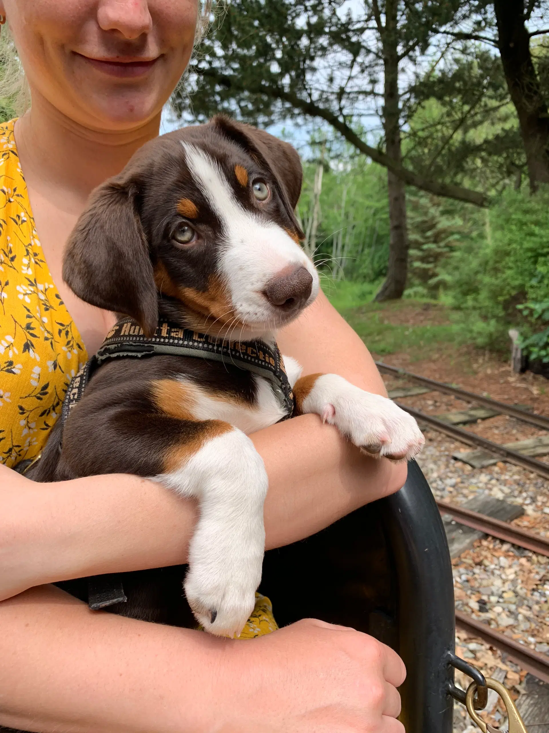 Appenzeller Sennenhund - Alsidig familiehund