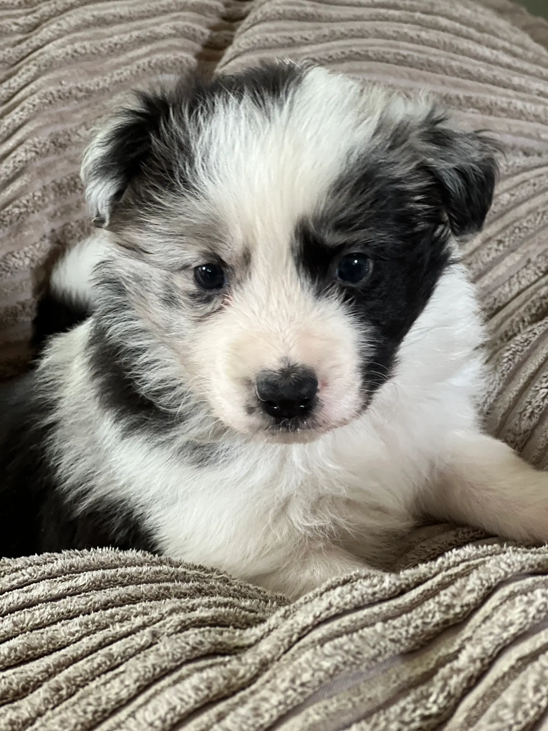 Border collie hvalpe velegnet som familiehund