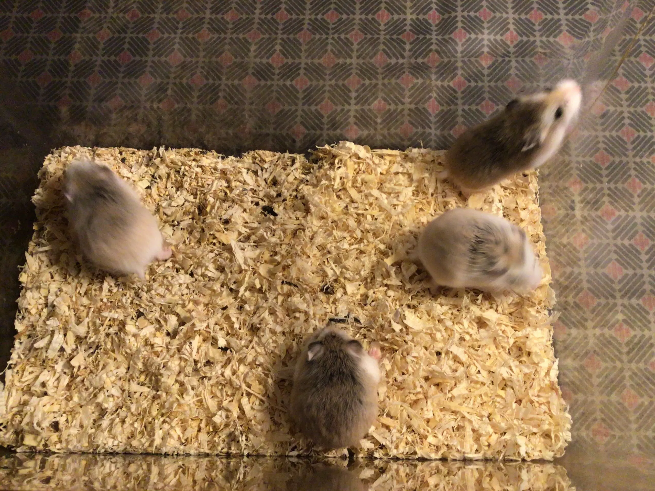 Roborovski hamster