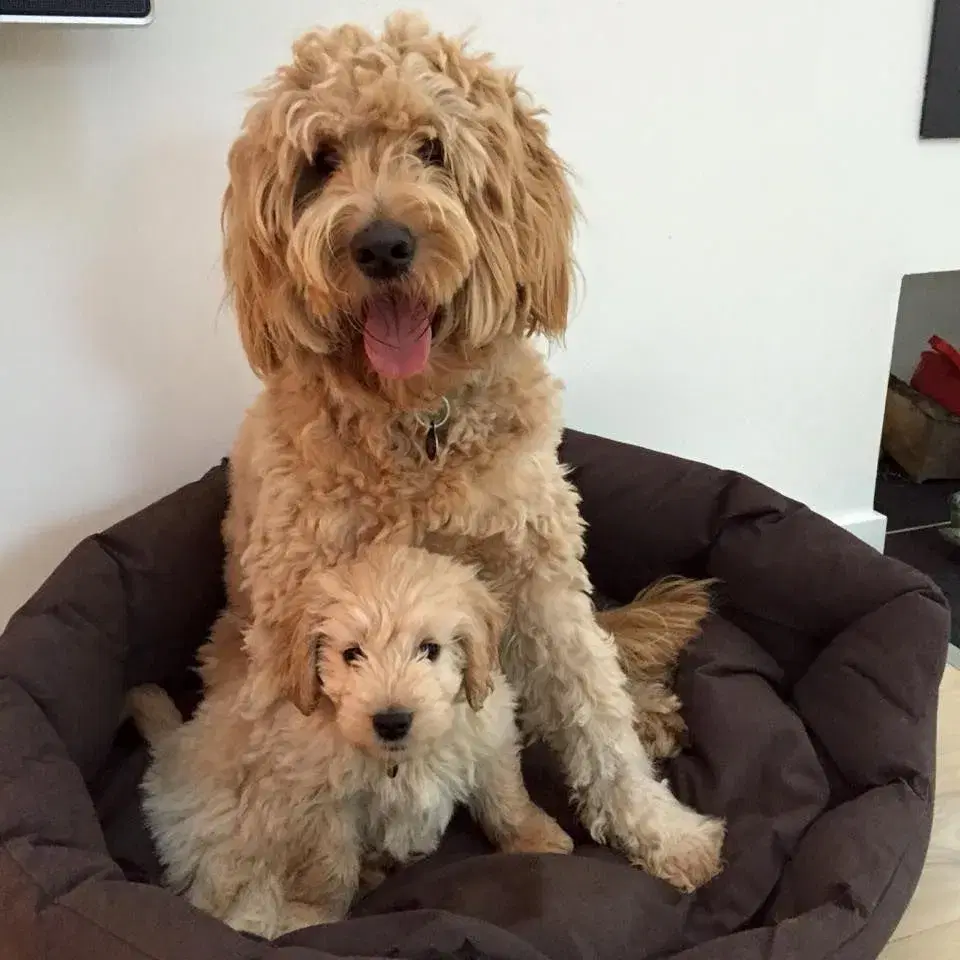 Goldendoodle og andre doodler