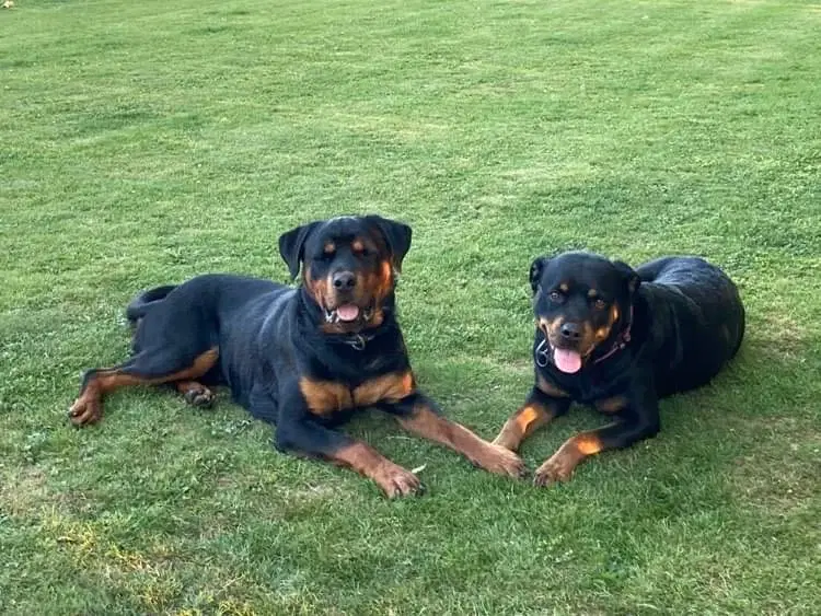 Rottweiler hvalpe familiehund