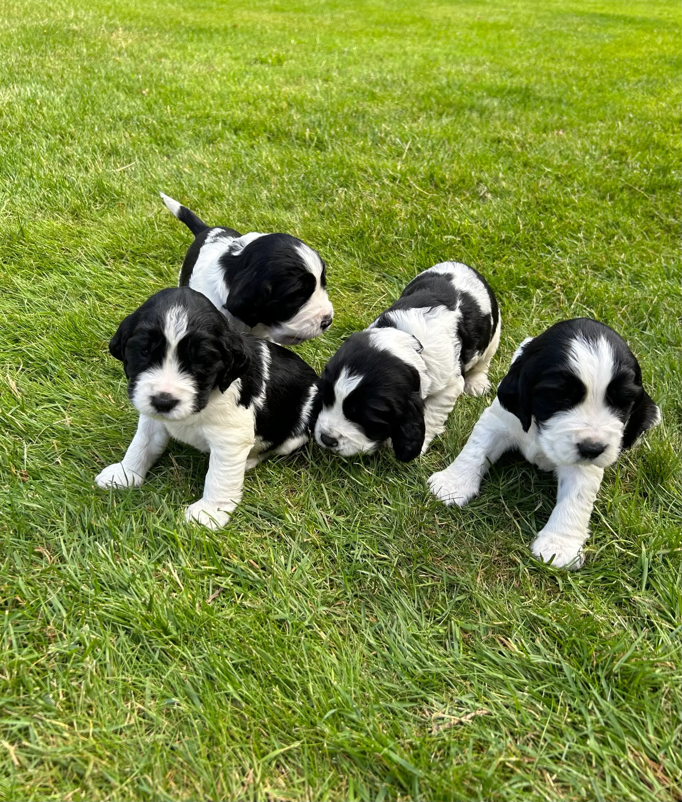 Engelsk springer spaniel