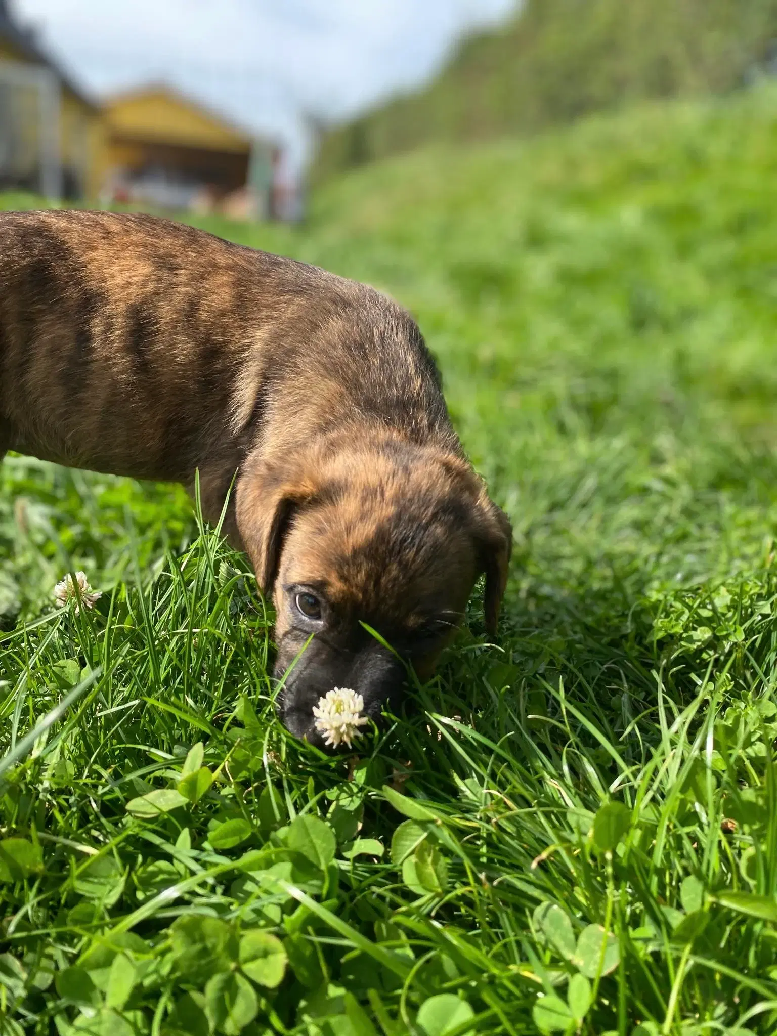 Blanidning hundehvalpe sælges