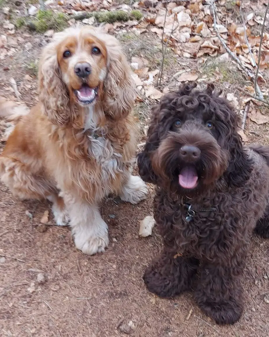 Cockapoo parring tilbydes