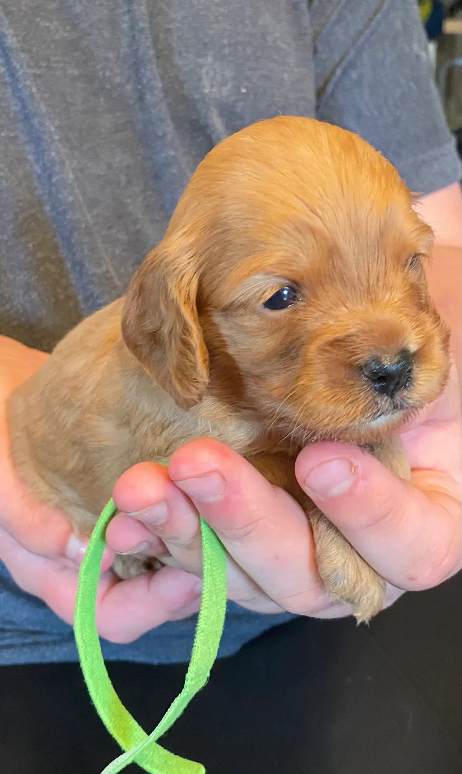 Cavapoo babyer