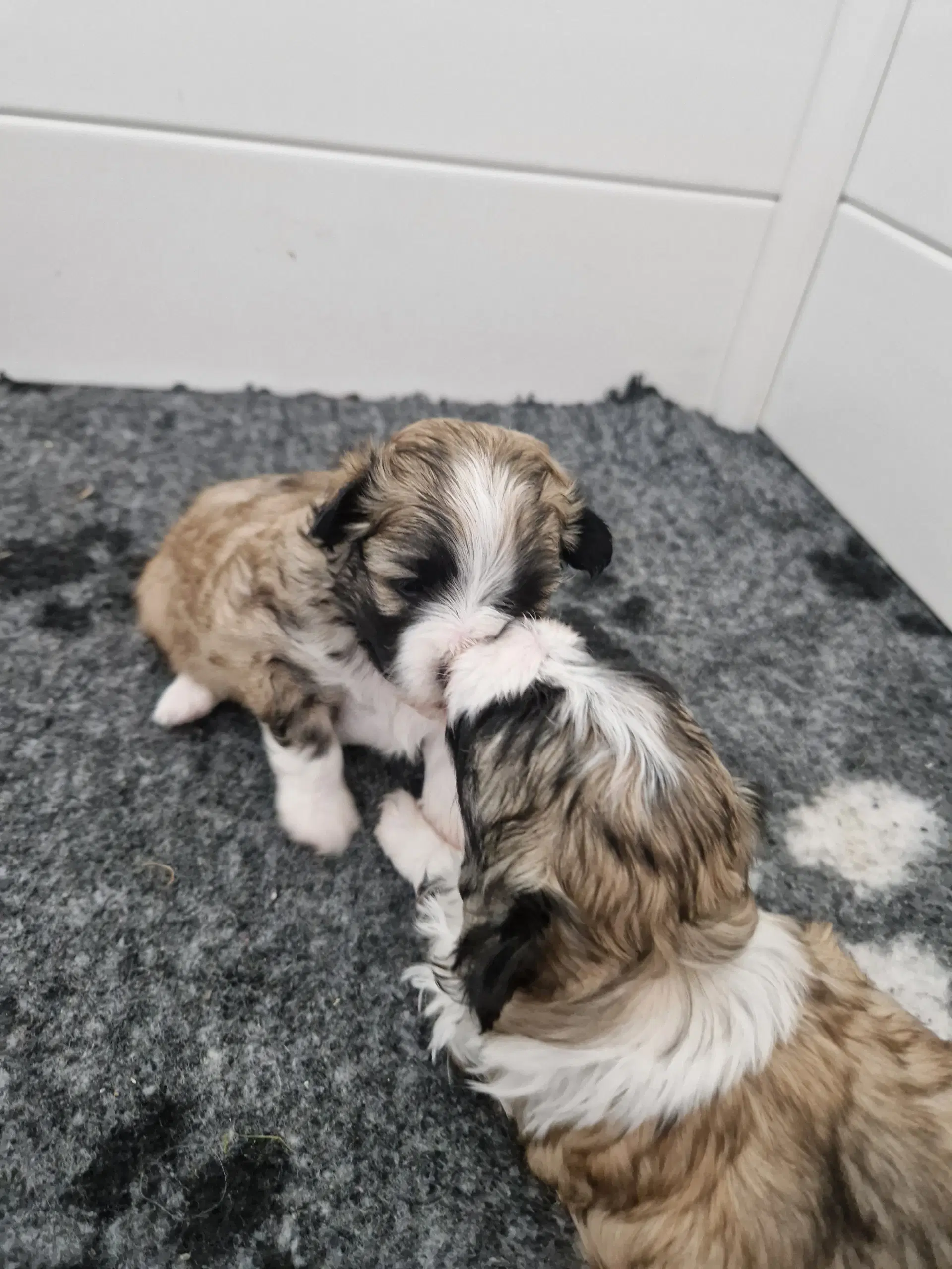 Brichon Havanese/malteser hvalpe sælges