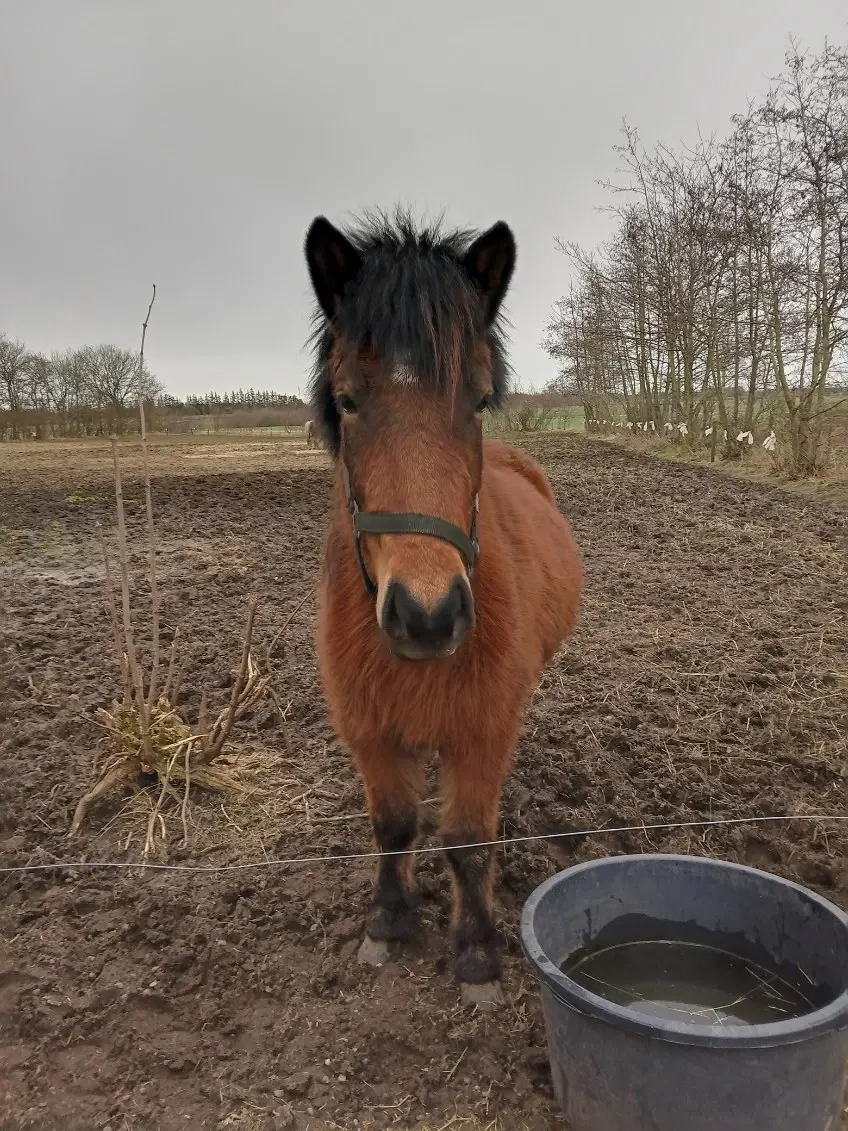 Stor smuk og sød islænder hoppe fra 2019