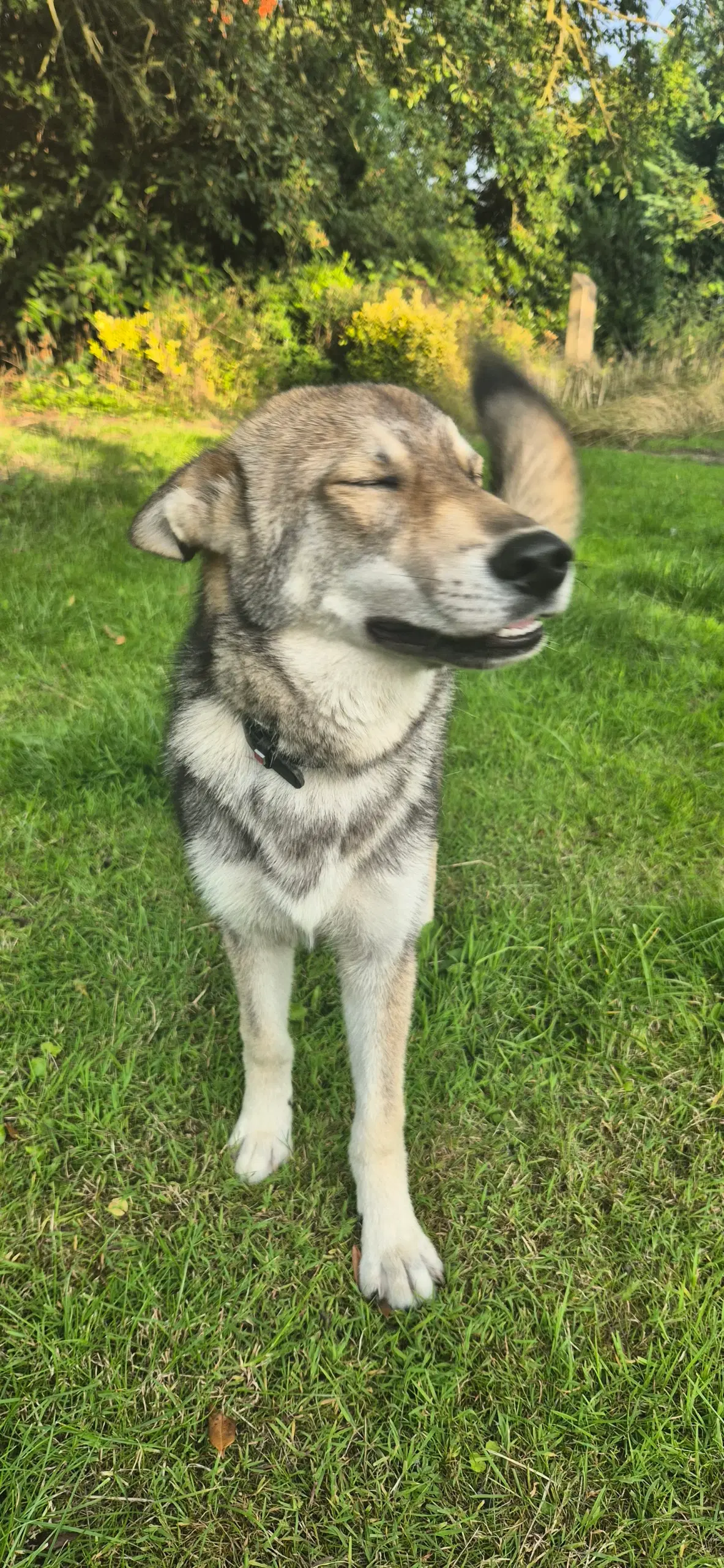 Tjekkoslovakisk ulvehund/Husky