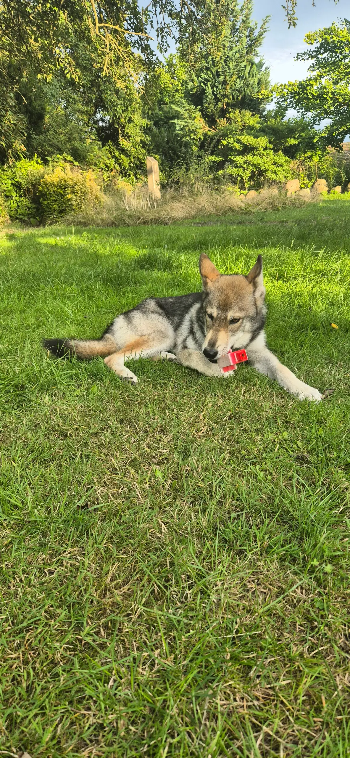 Tjekkoslovakisk ulvehund/Husky