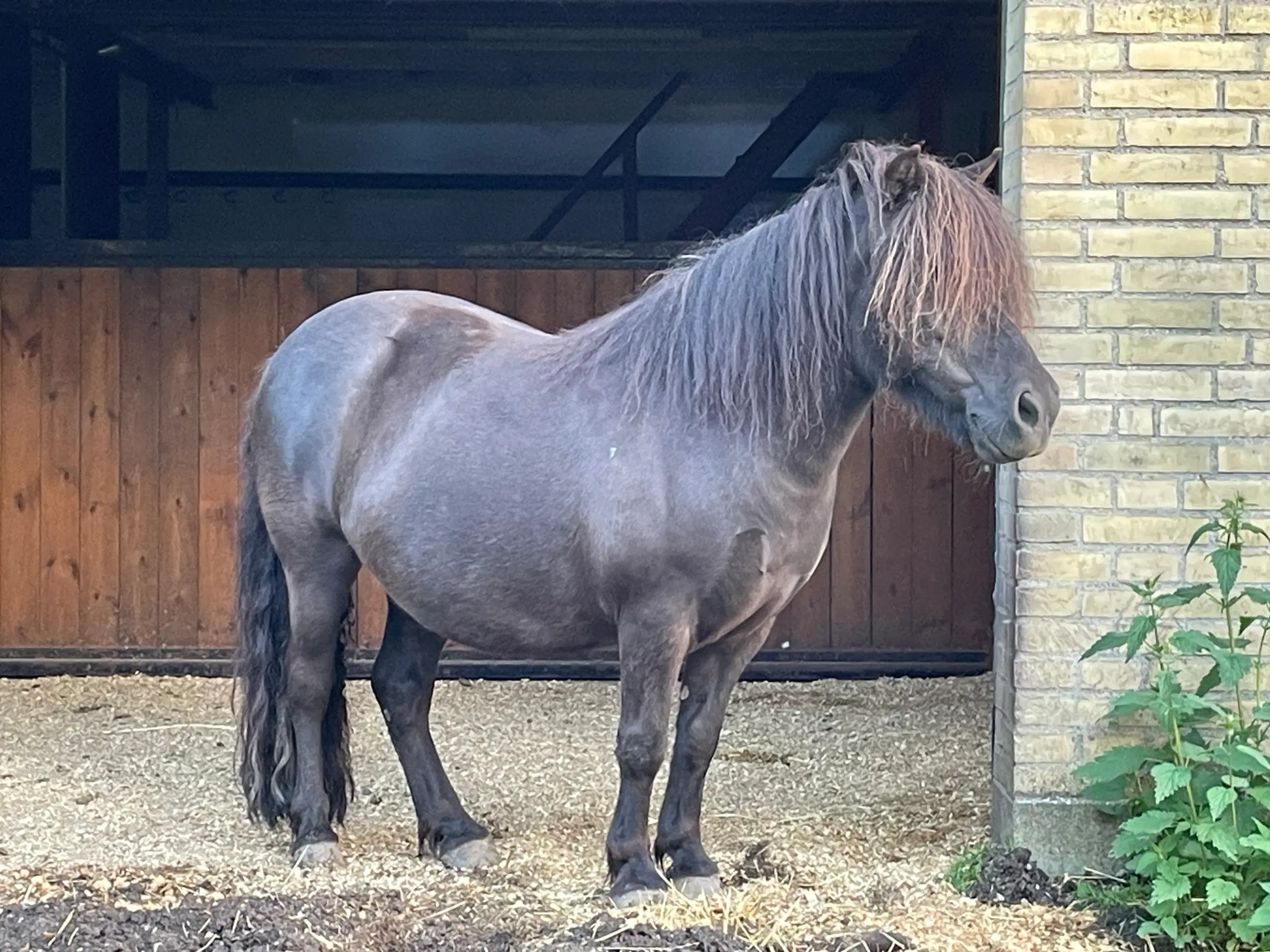 Shetlandspony hoppe 14 år