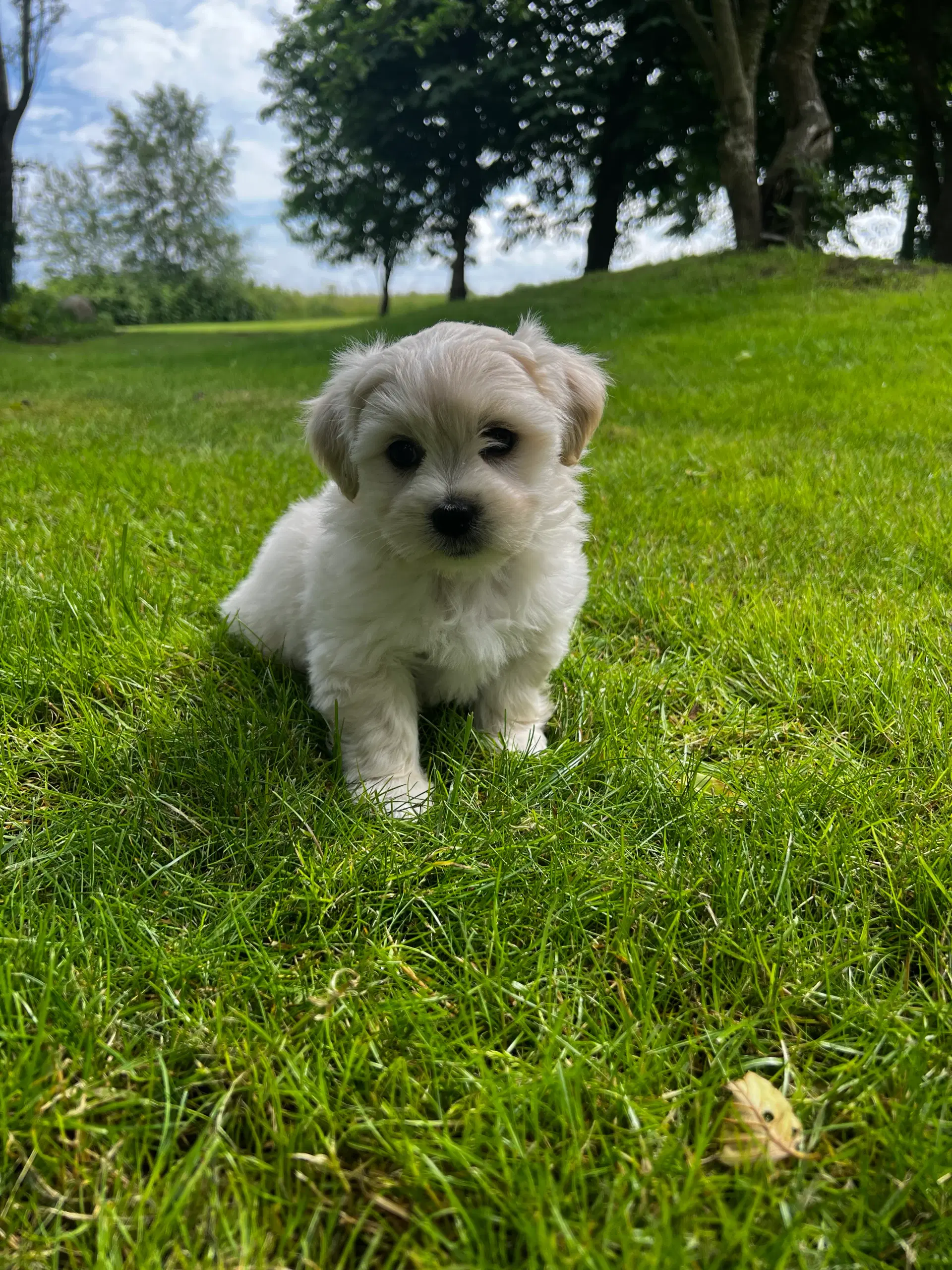 Coton de tulear / shih tzu