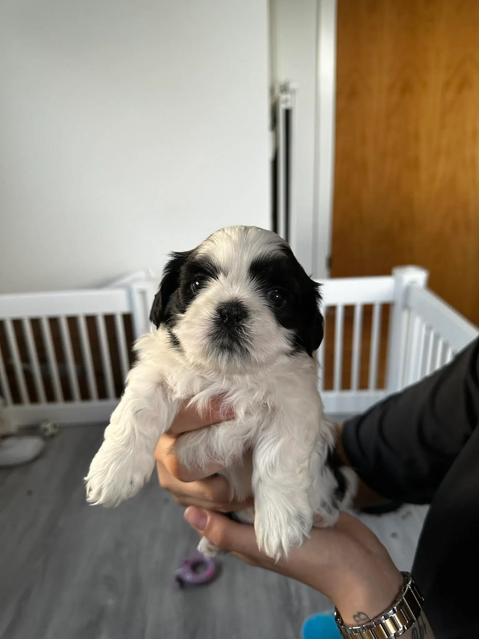 Shih tzu hvalpe