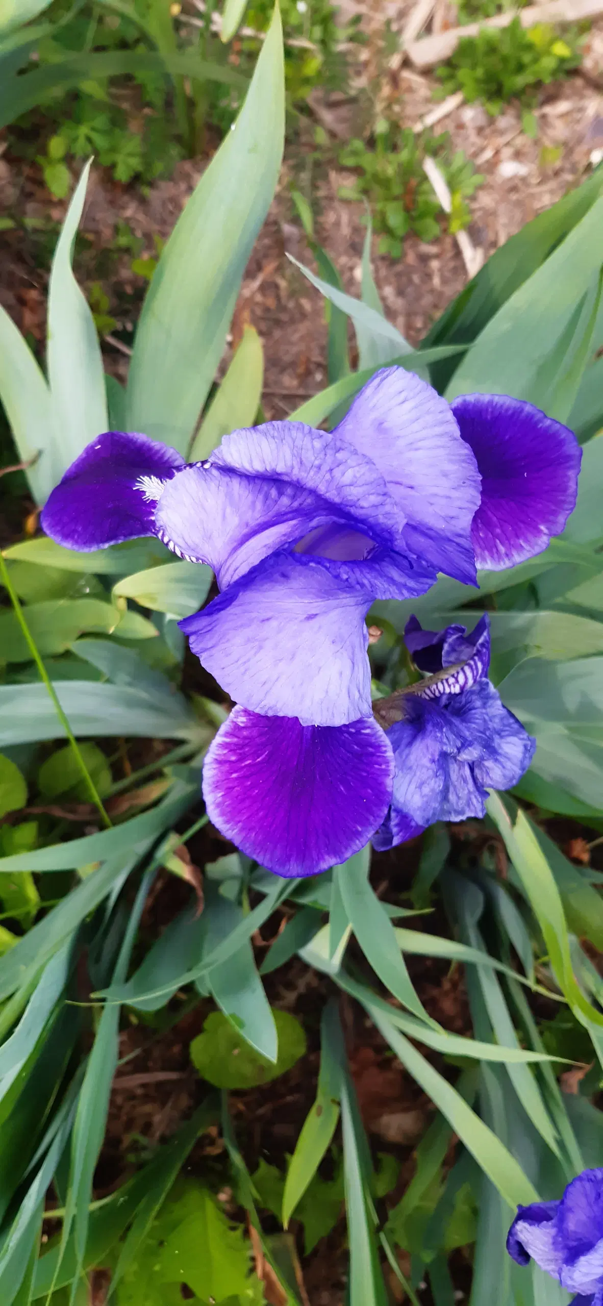 Iris